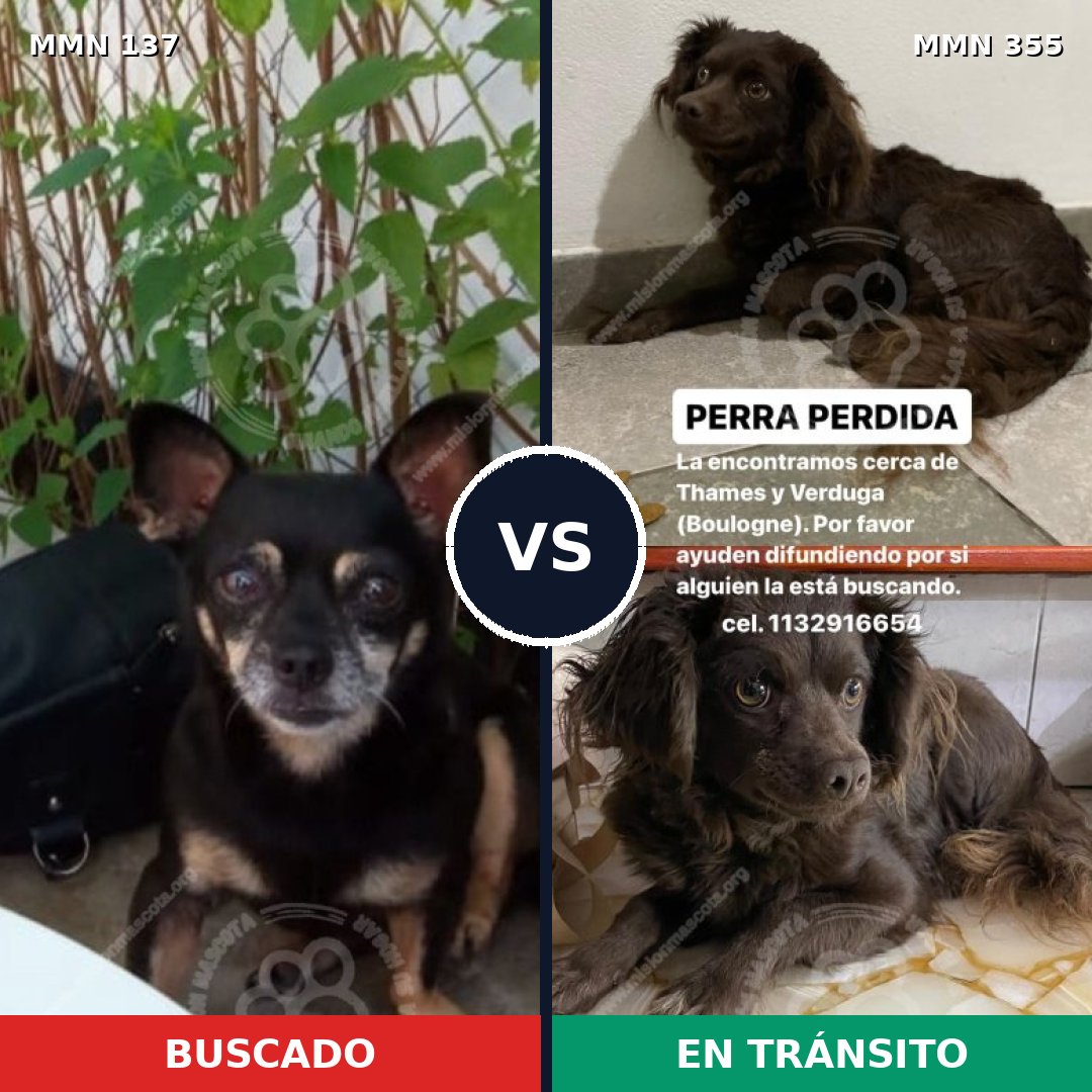 Comparativa MMS 3395: mascota perdida y mascota encontrada, 6% de similitud