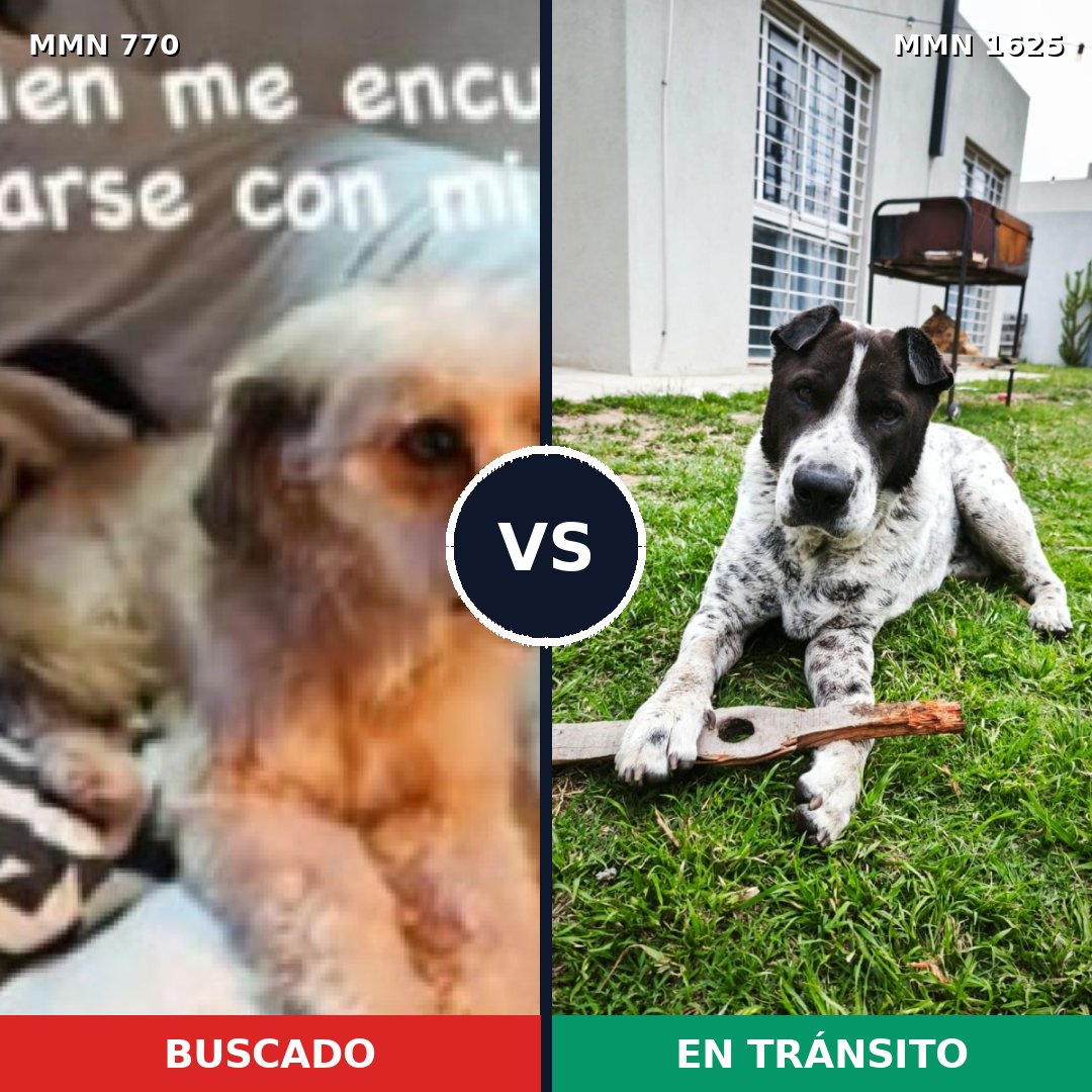 Comparativa MMS 33950: mascota perdida y mascota encontrada, 66% de similitud