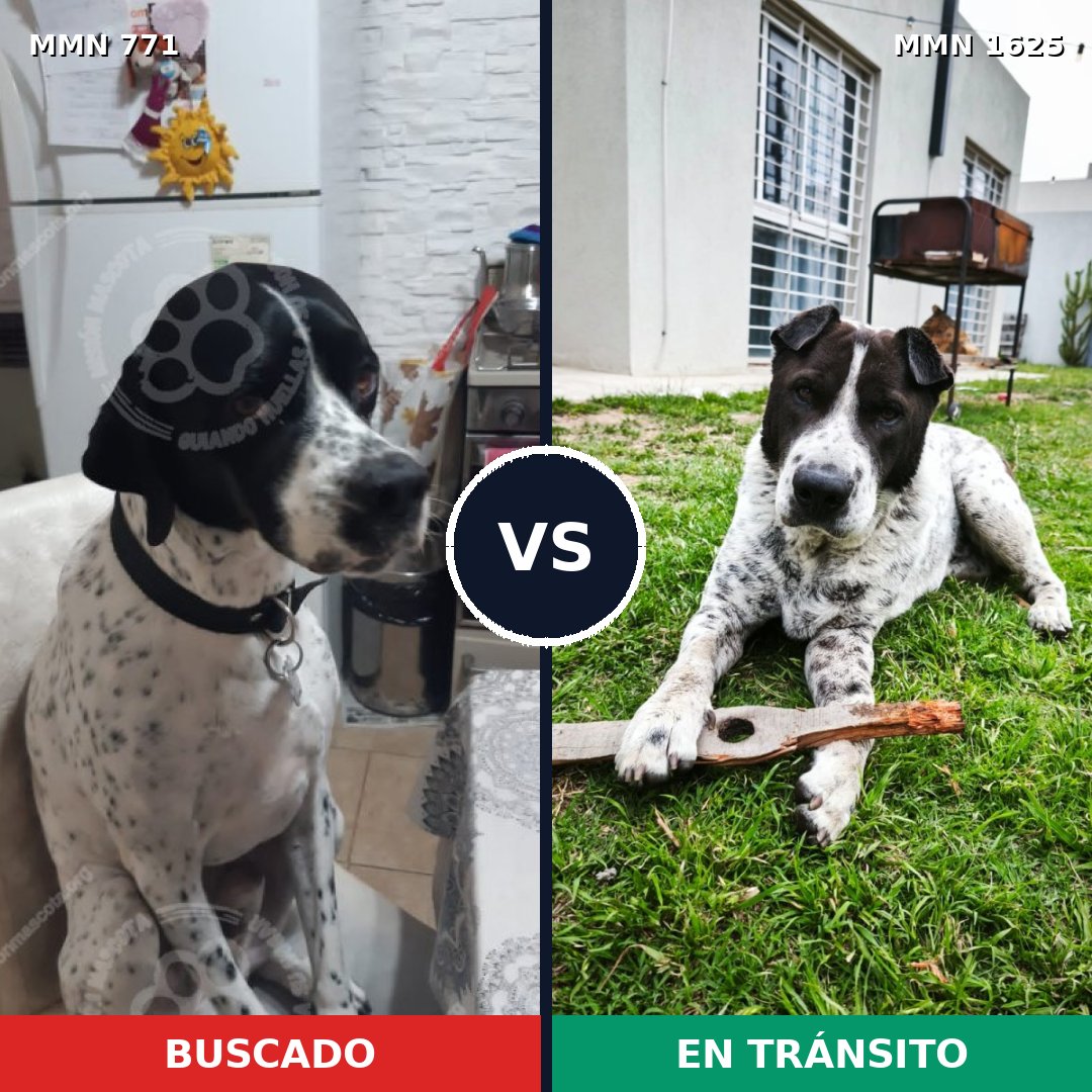 Comparativa MMS 33951: mascota perdida y mascota encontrada, 52% de similitud