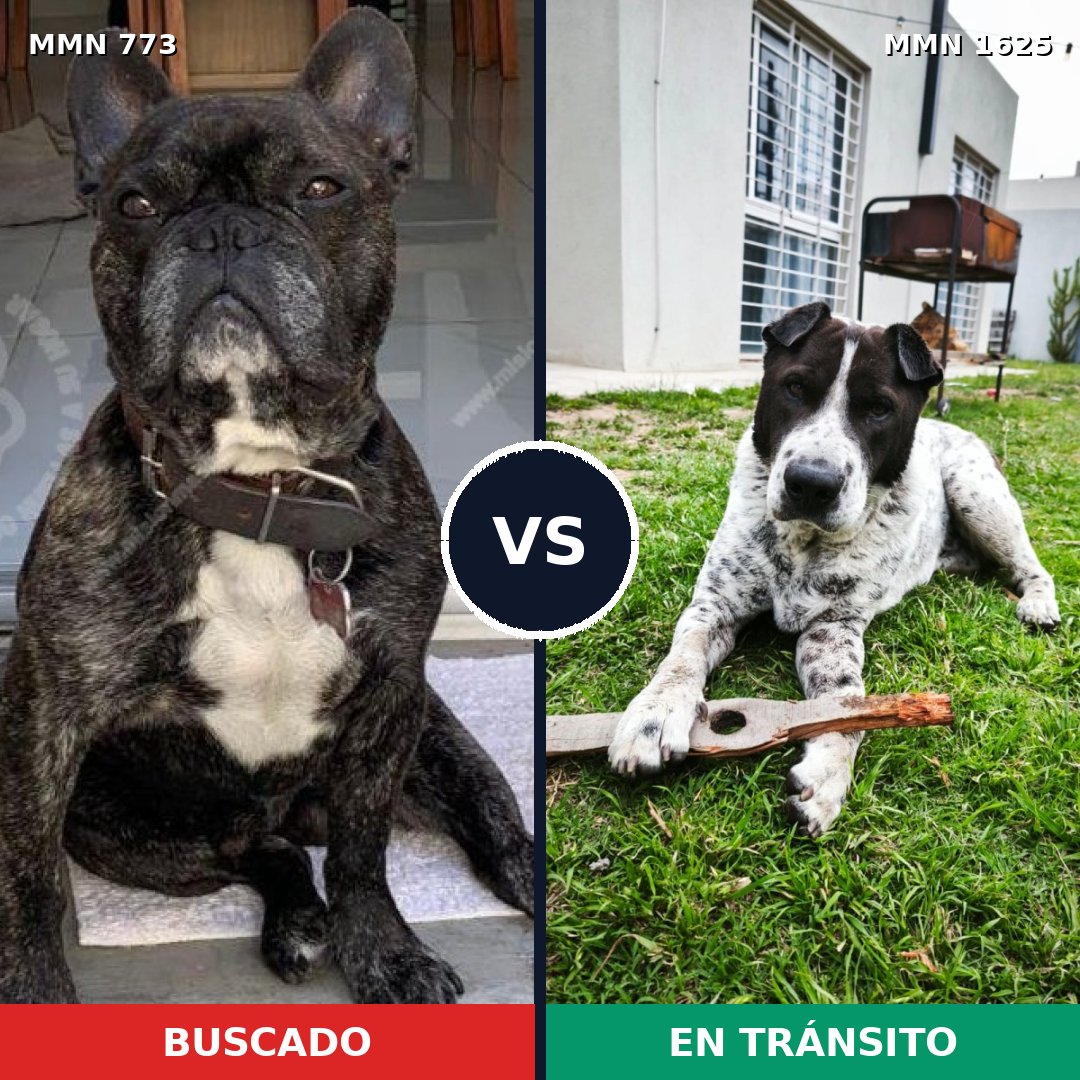 Comparativa MMS 33952: mascota perdida y mascota encontrada, 41% de similitud