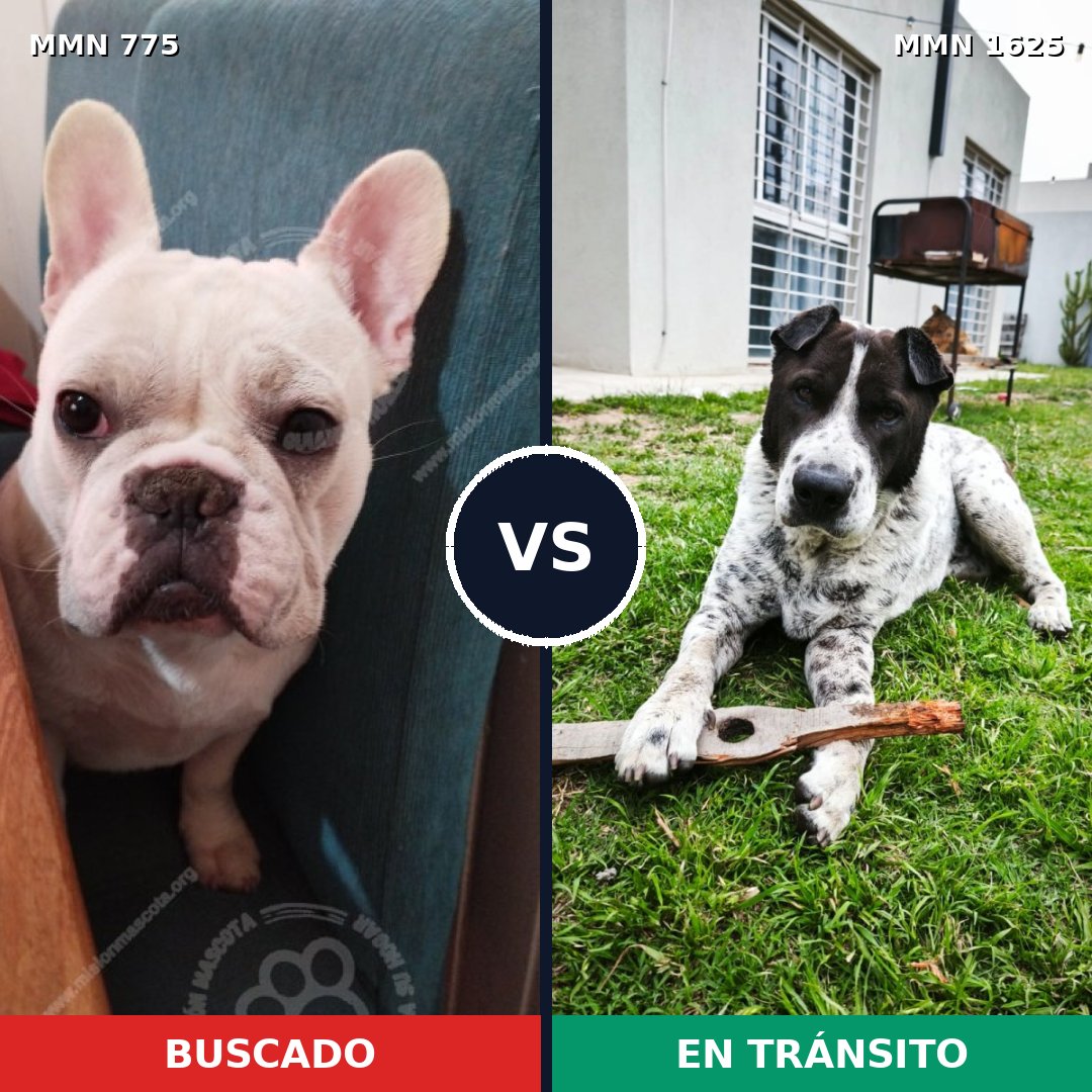 Comparativa MMS 33953: mascota perdida y mascota encontrada, 49% de similitud