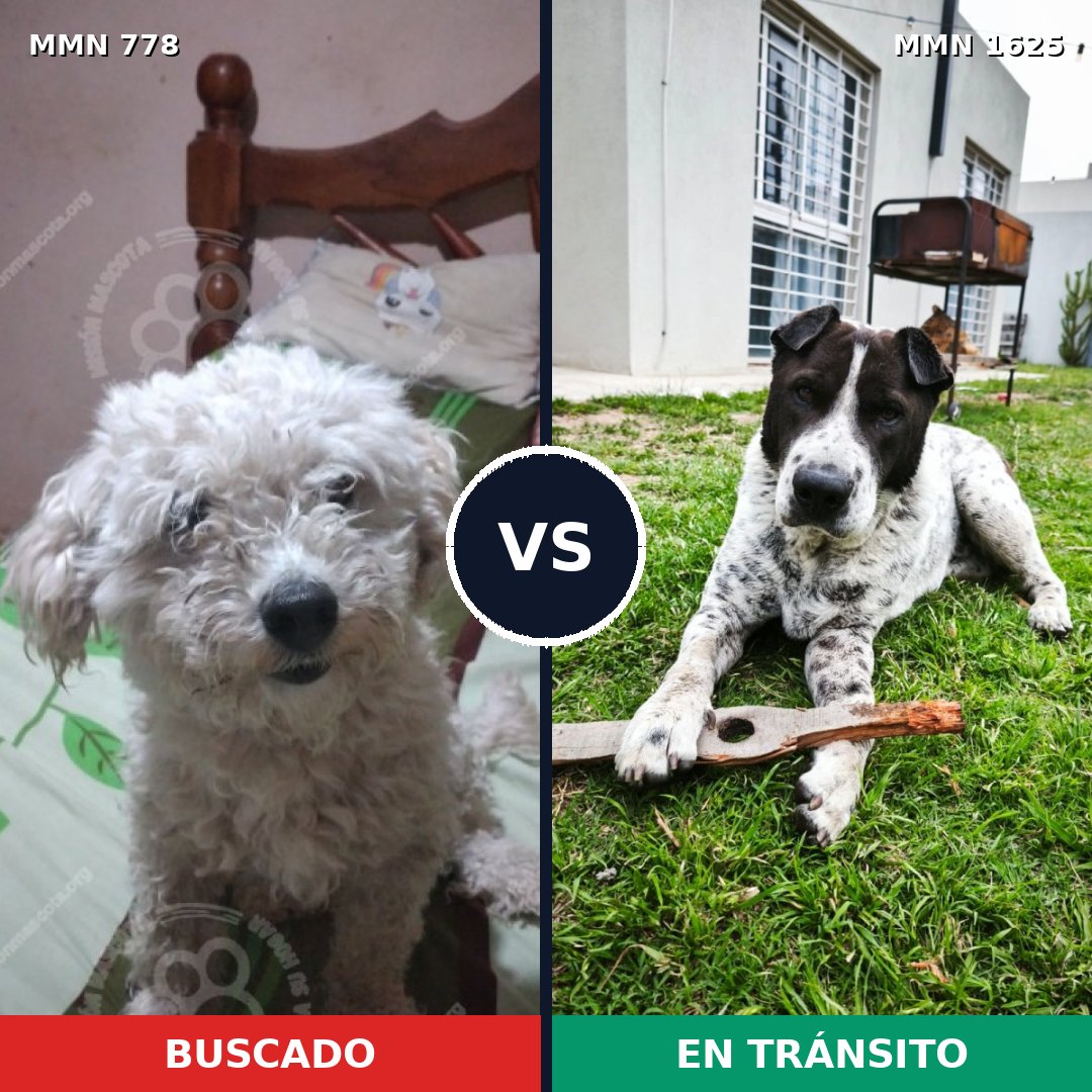 Comparativa MMS 33954: mascota perdida y mascota encontrada, 50% de similitud