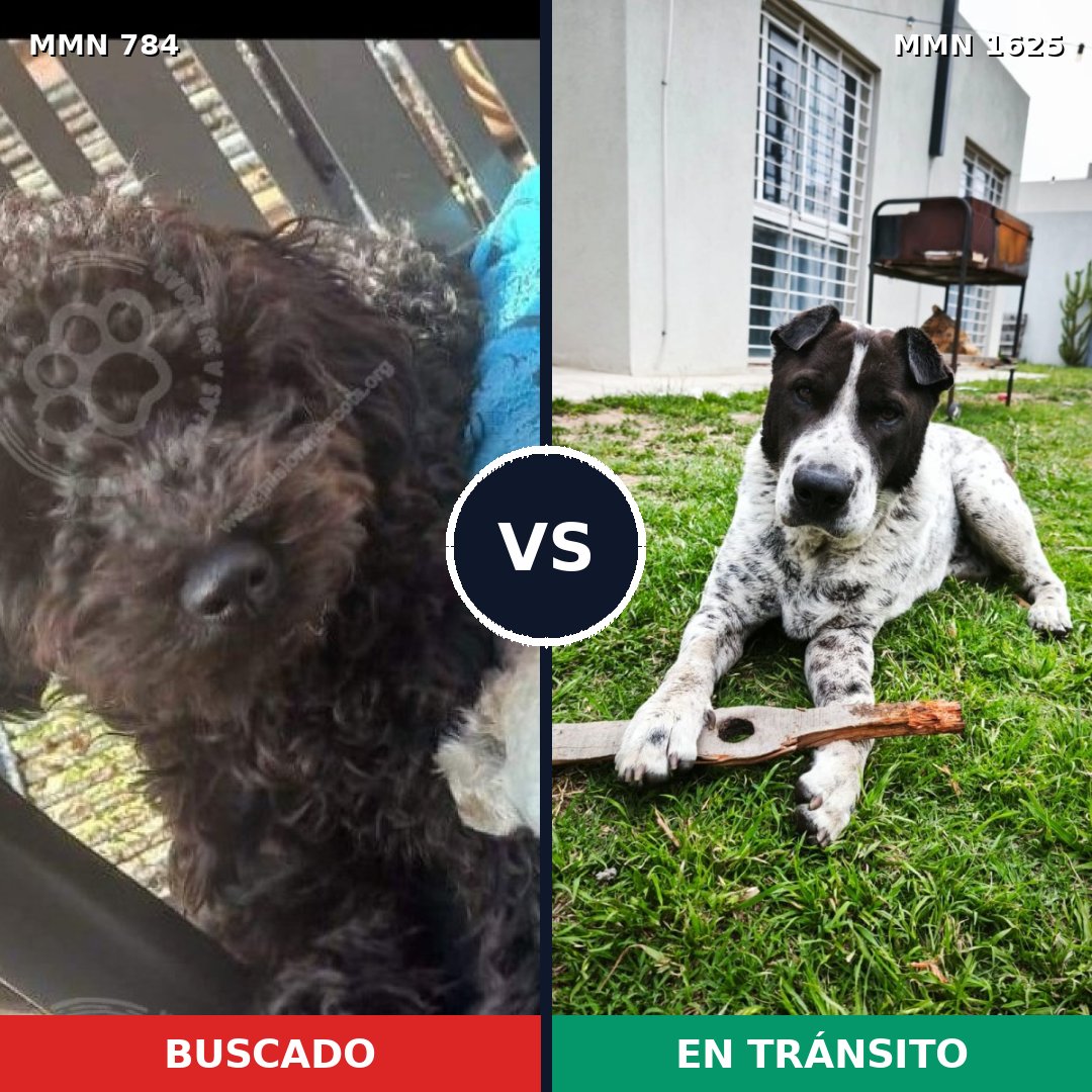 Comparativa MMS 33955: mascota perdida y mascota encontrada, 37% de similitud