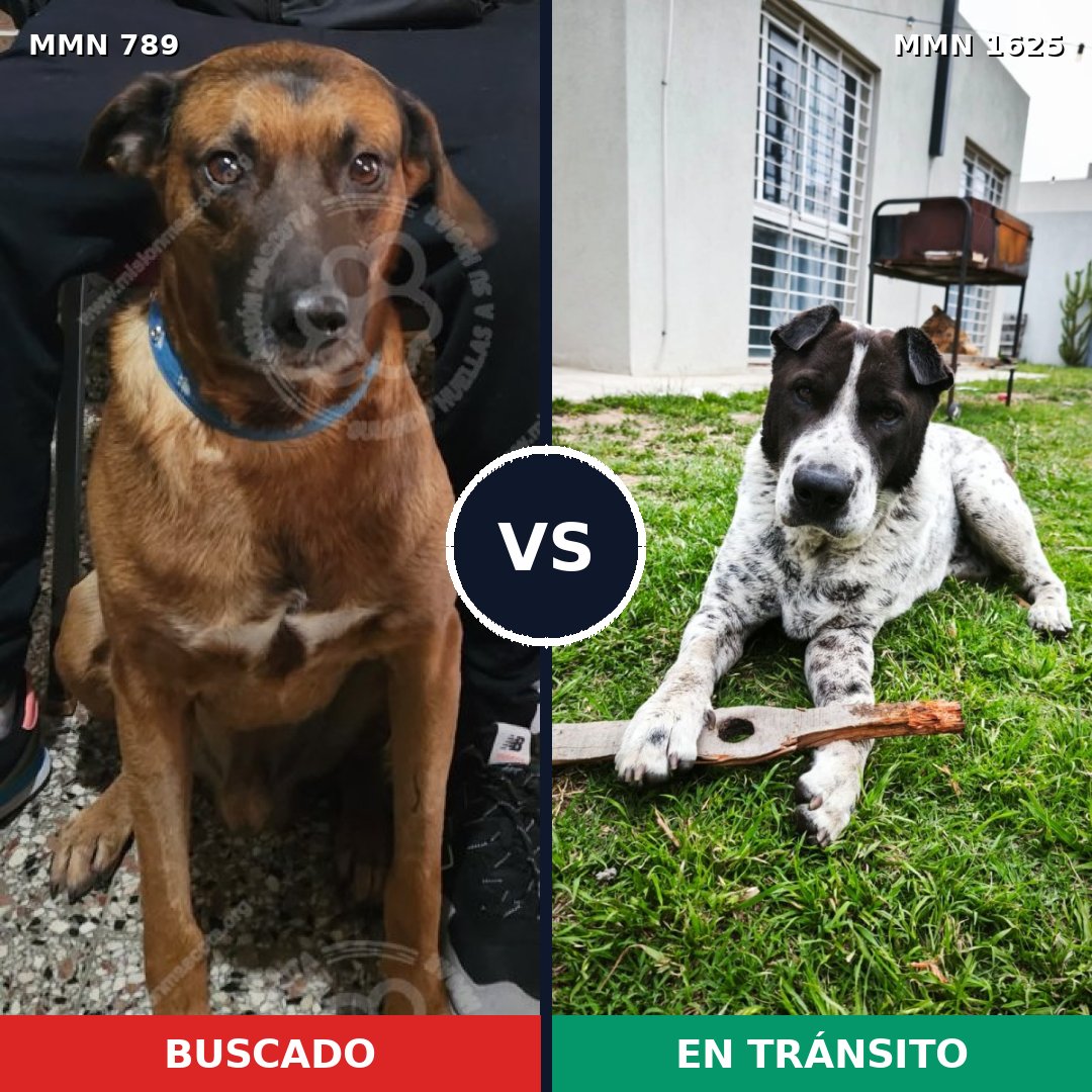 Comparativa MMS 33956: mascota perdida y mascota encontrada, 60% de similitud