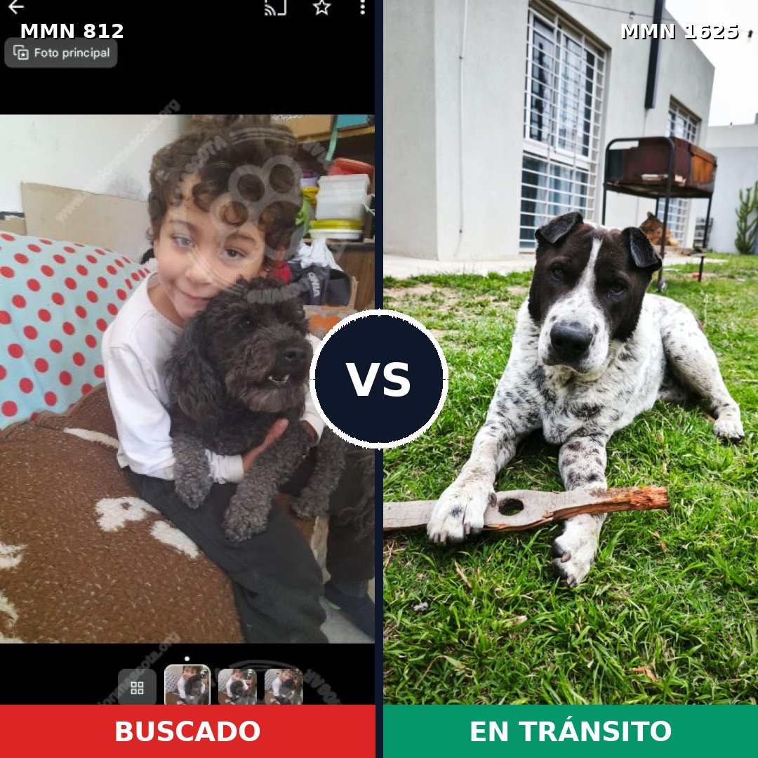 Comparativa MMS 33958: mascota perdida y mascota encontrada, 31% de similitud
