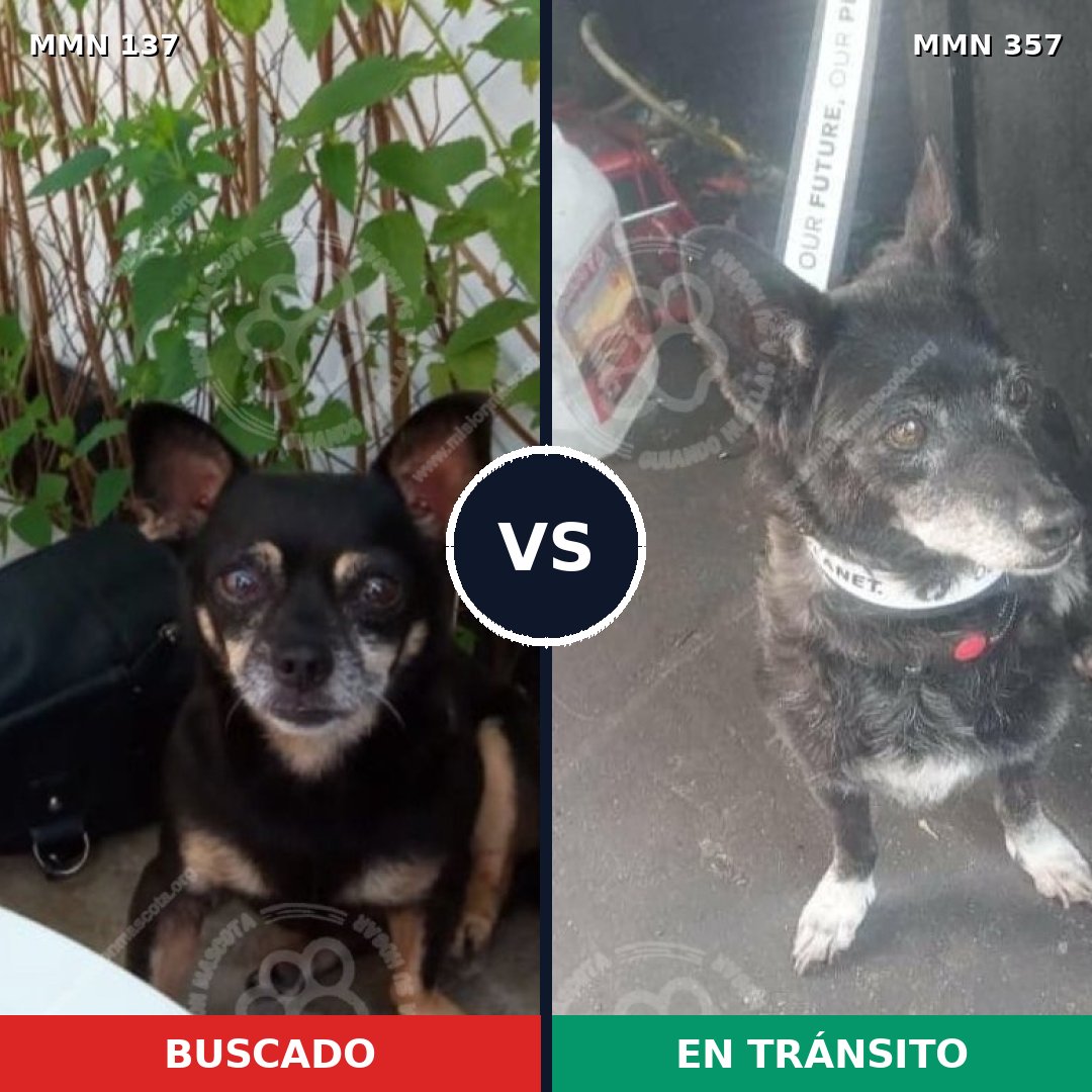 Comparativa MMS 3396: mascota perdida y mascota encontrada, 26% de similitud