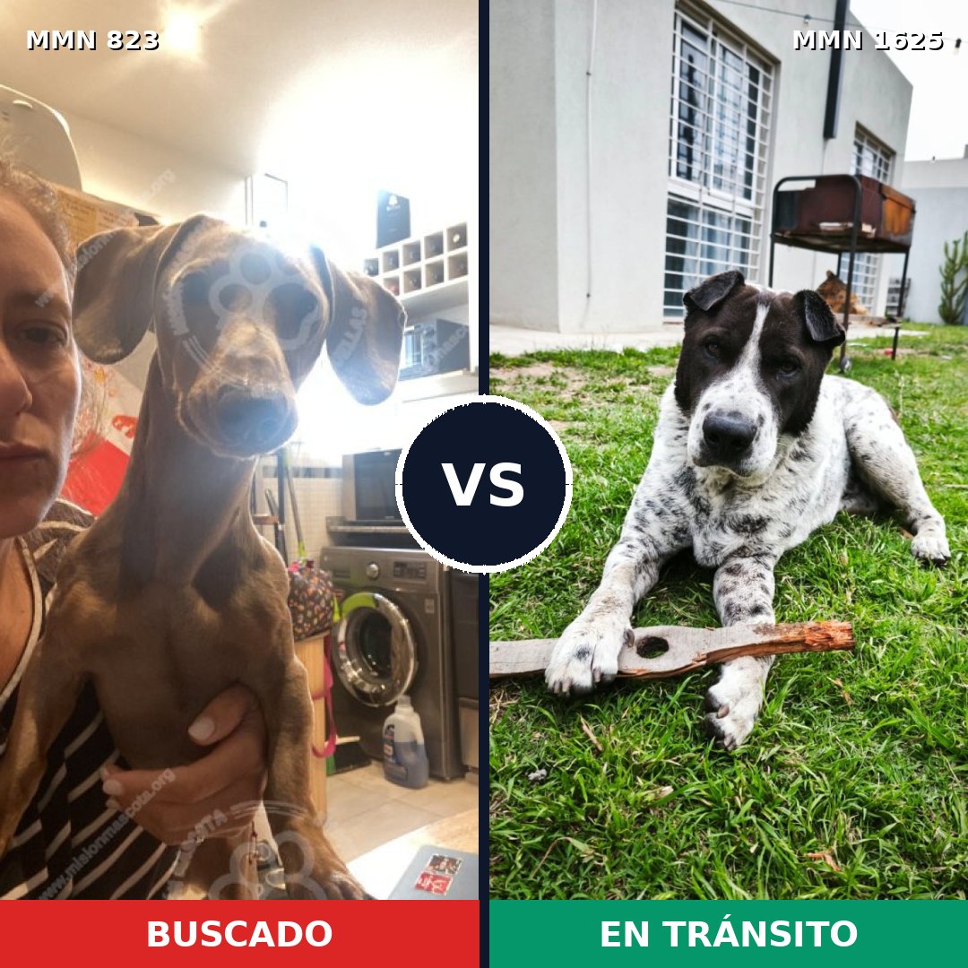 Comparativa MMS 33960: mascota perdida y mascota encontrada, 34% de similitud