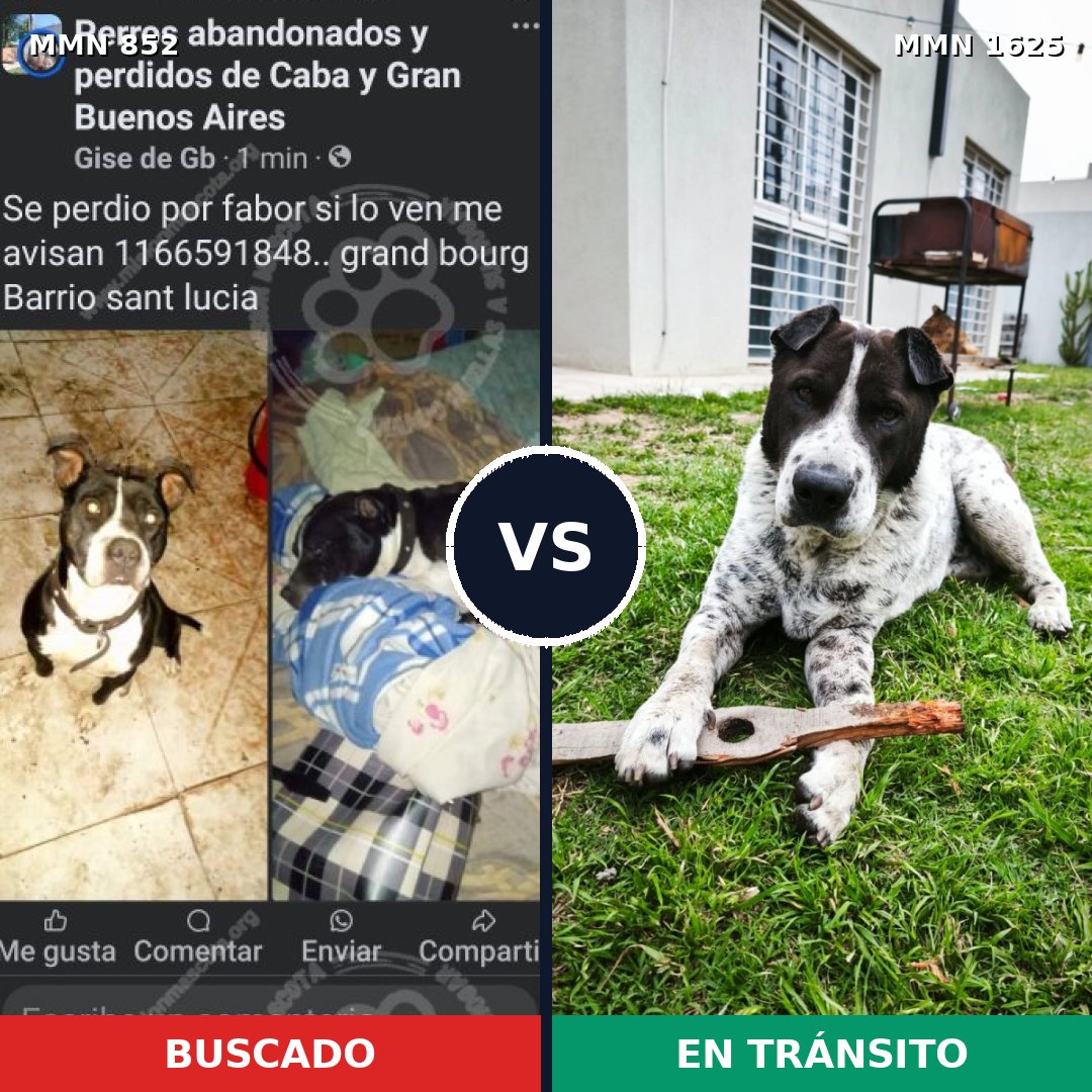 Comparativa MMS 33963: mascota perdida y mascota encontrada, 43% de similitud