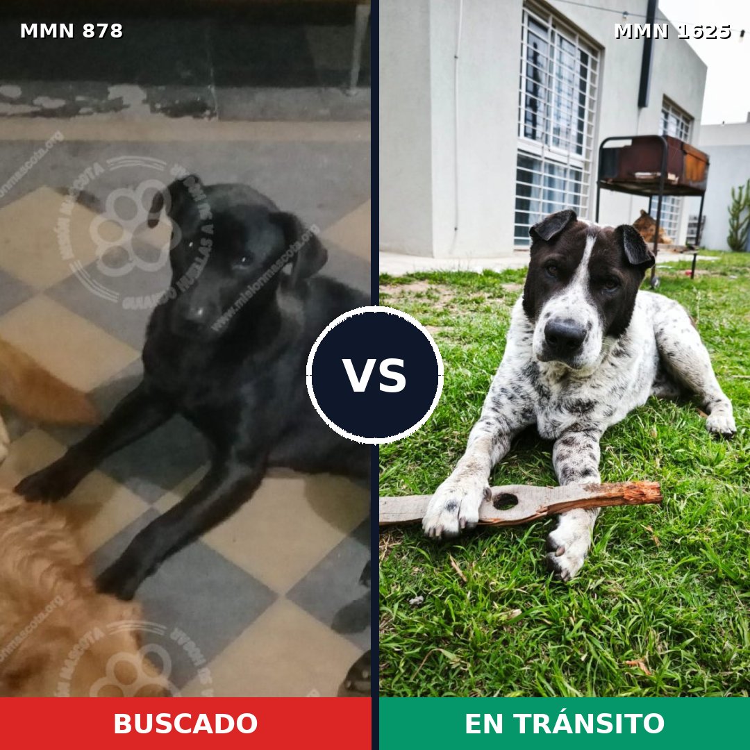 Comparativa MMS 33965: mascota perdida y mascota encontrada, 51% de similitud