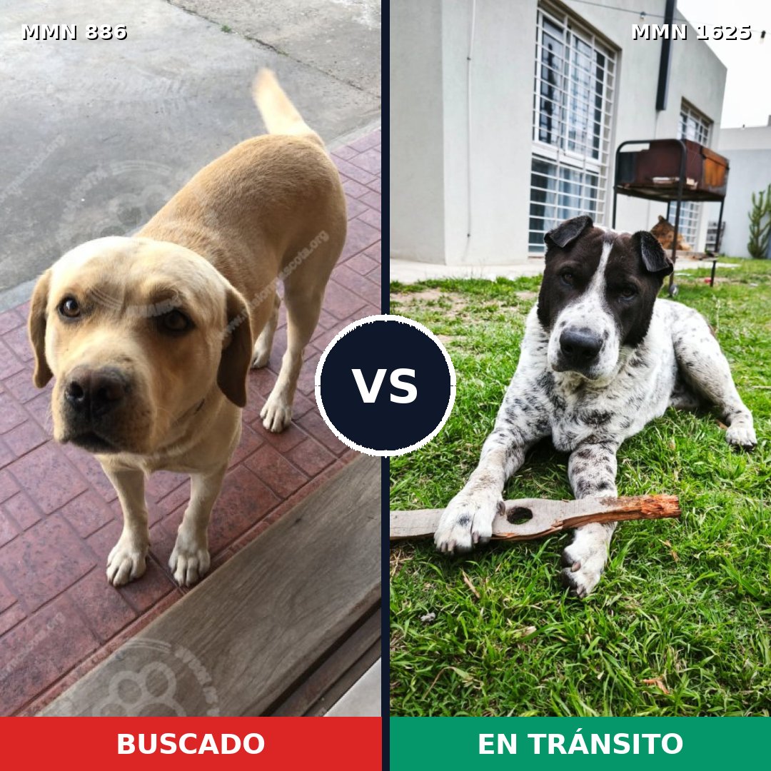 Comparativa MMS 33966: mascota perdida y mascota encontrada, 36% de similitud