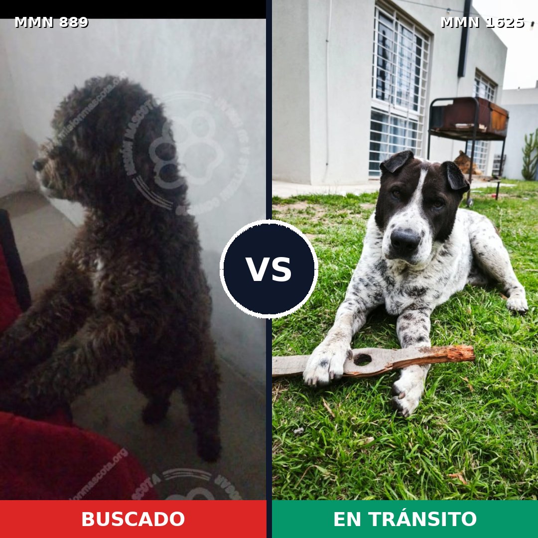 Comparativa MMS 33967: mascota perdida y mascota encontrada, 42% de similitud