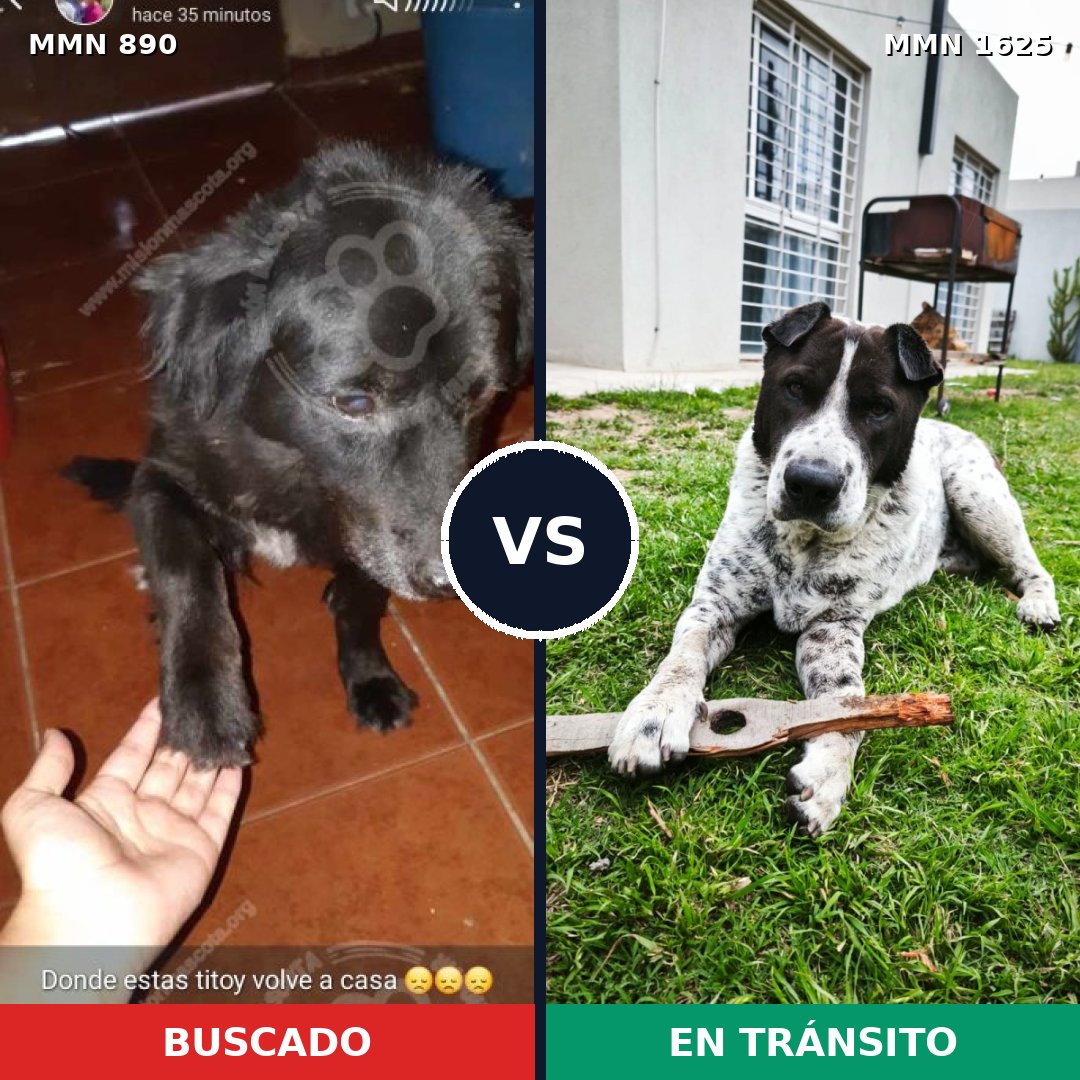 Comparativa MMS 33968: mascota perdida y mascota encontrada, 42% de similitud
