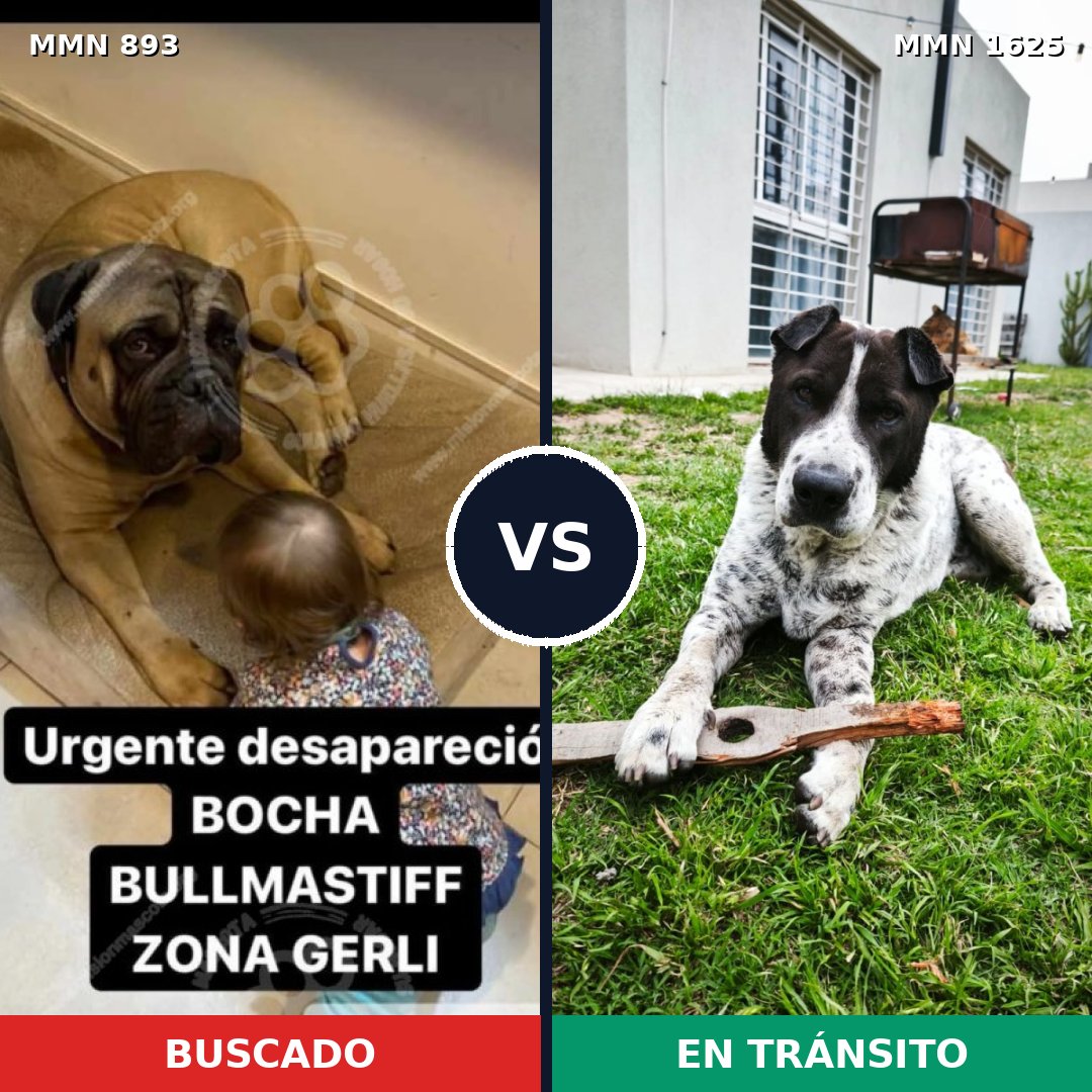 Comparativa MMS 33969: mascota perdida y mascota encontrada, 25% de similitud