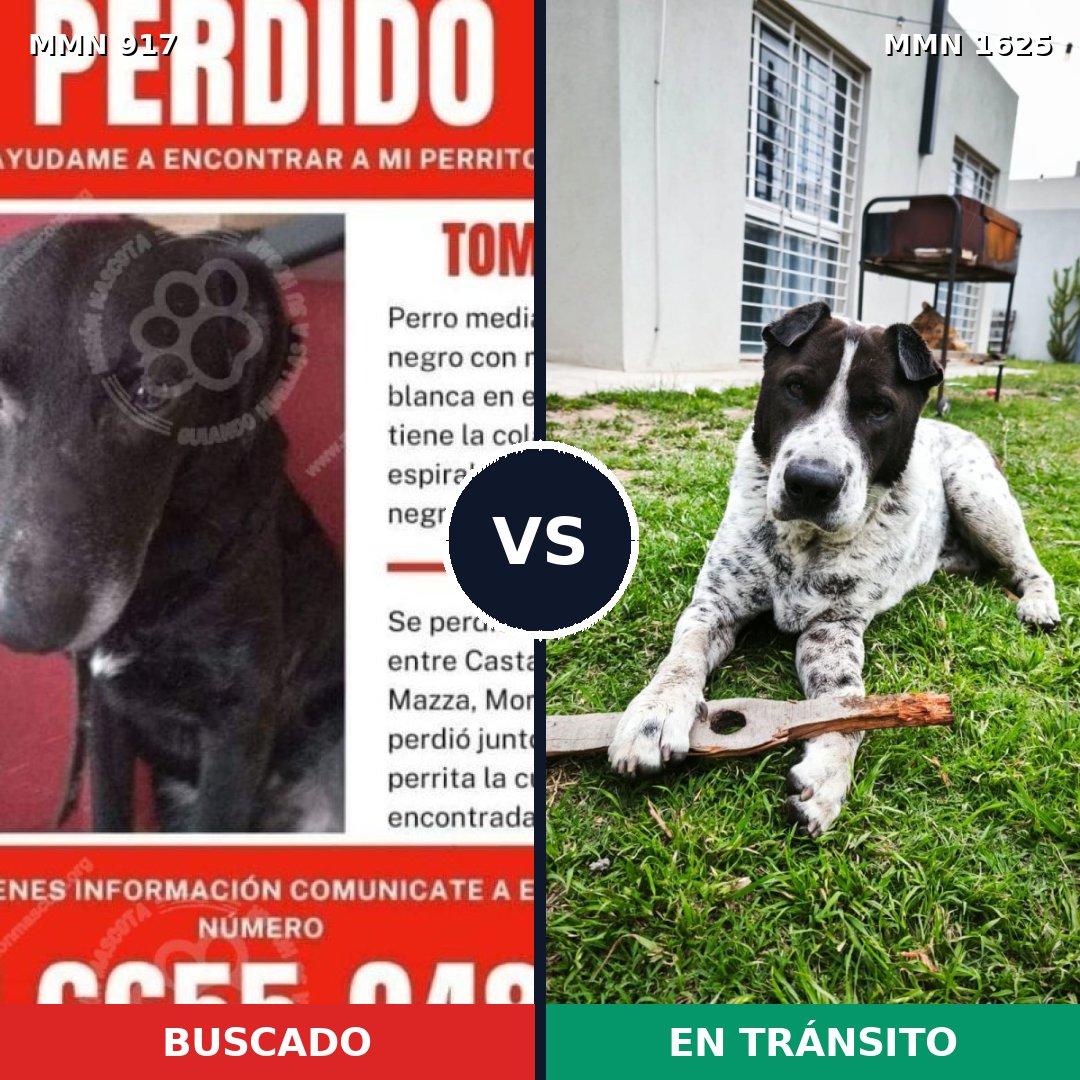 Comparativa MMS 33971: mascota perdida y mascota encontrada, 47% de similitud
