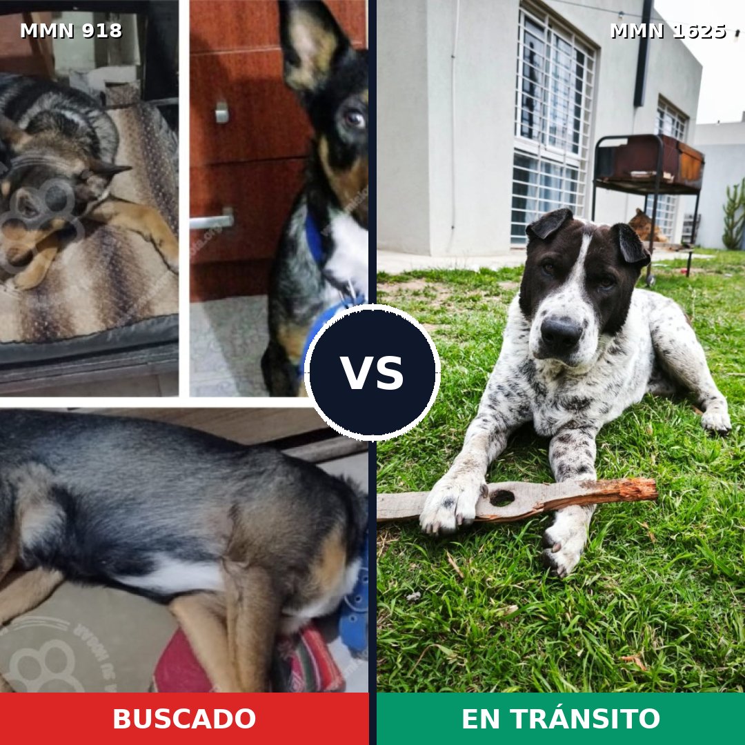 Comparativa MMS 33972: mascota perdida y mascota encontrada, 44% de similitud