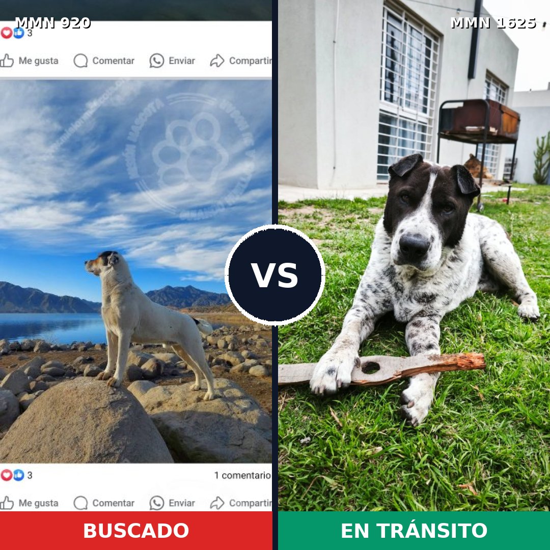 Comparativa MMS 33974: mascota perdida y mascota encontrada, 40% de similitud