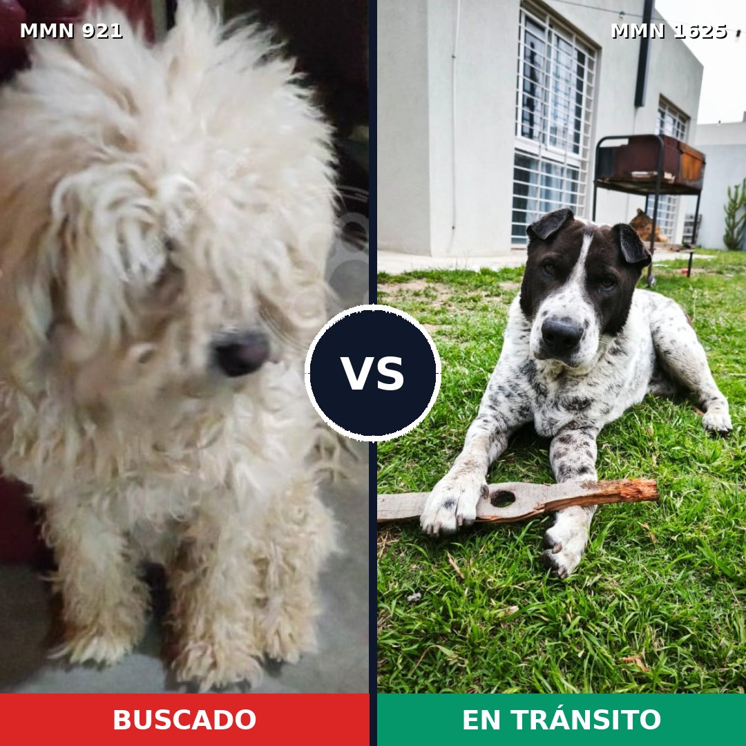 Comparativa MMS 33975: mascota perdida y mascota encontrada, 41% de similitud