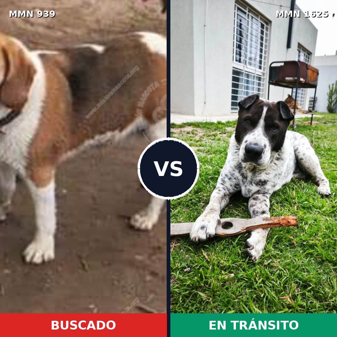 Comparativa MMS 33976: mascota perdida y mascota encontrada, 45% de similitud