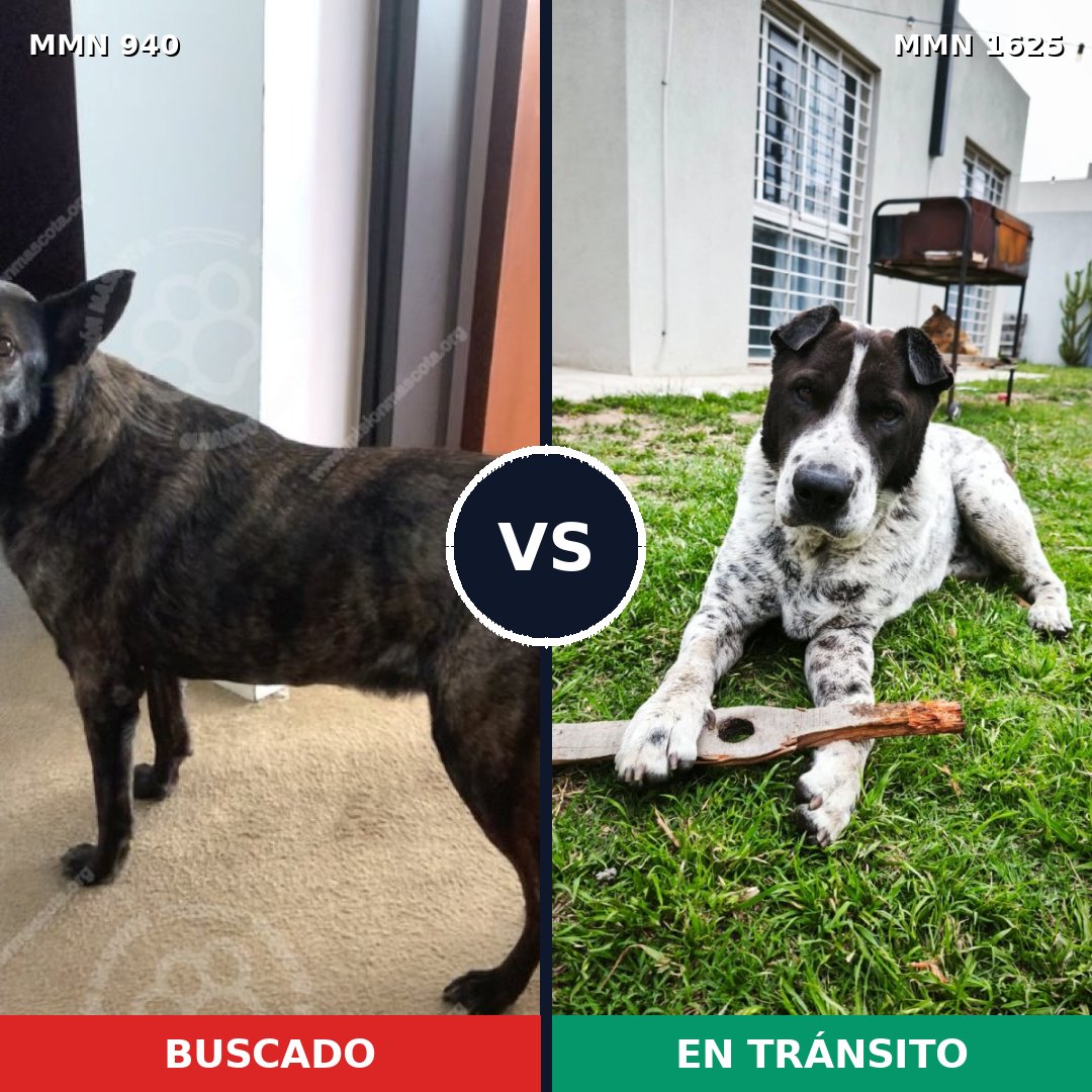 Comparativa MMS 33977: mascota perdida y mascota encontrada, 53% de similitud