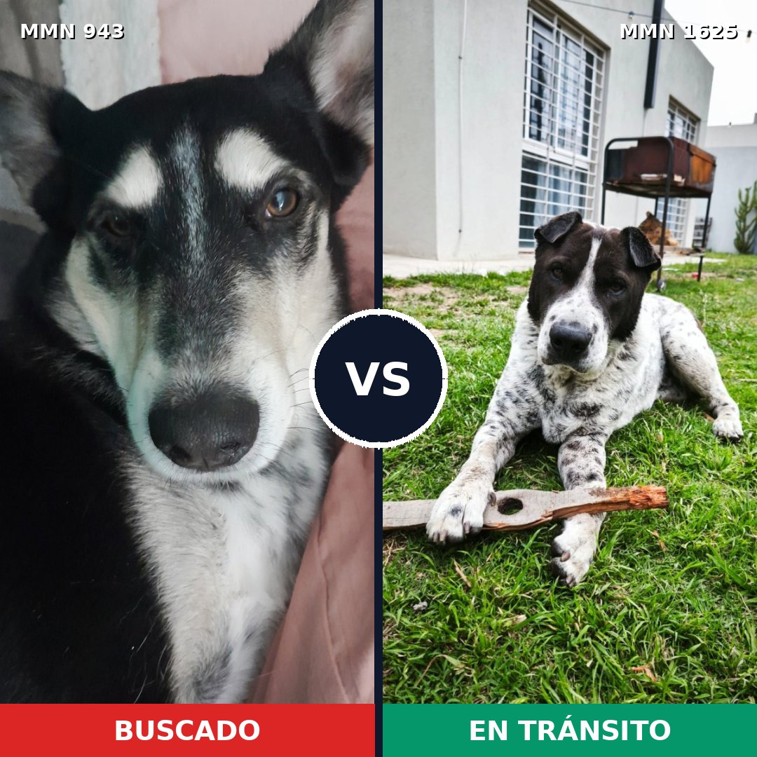 Comparativa MMS 33978: mascota perdida y mascota encontrada, 63% de similitud