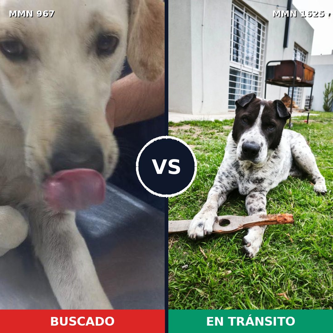 Comparativa MMS 33980: mascota perdida y mascota encontrada, 63% de similitud