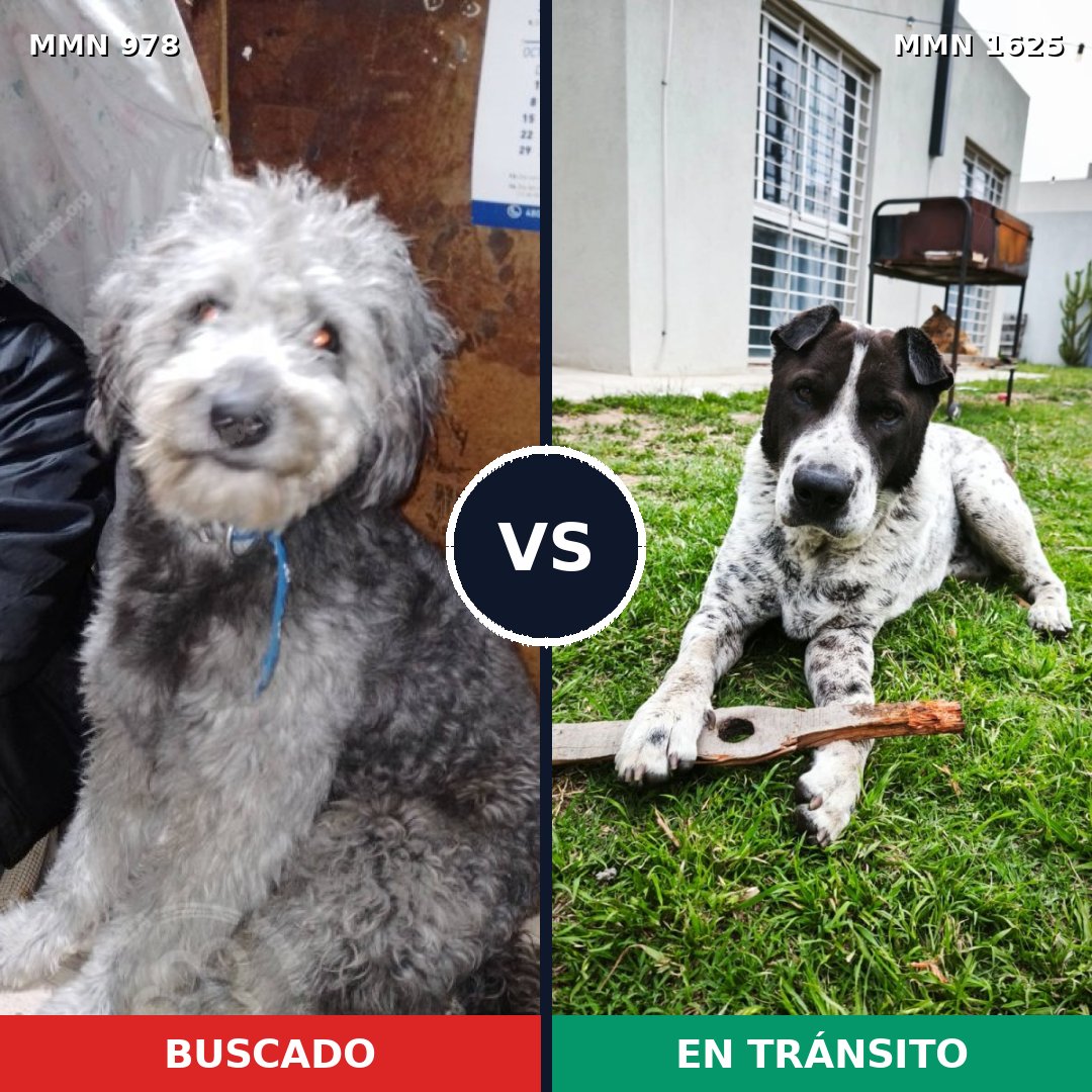 Comparativa MMS 33981: mascota perdida y mascota encontrada, 47% de similitud