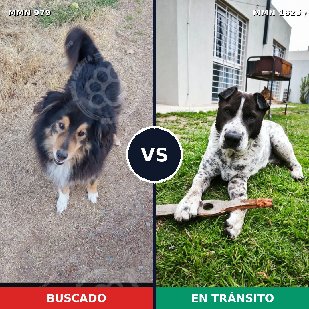 Comparativa MMS 33982: mascota perdida y mascota encontrada, 40% de similitud