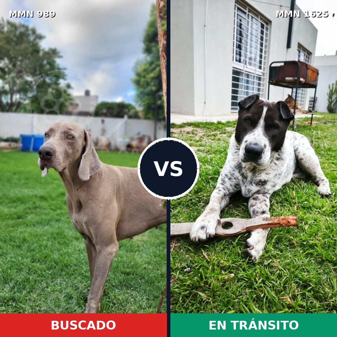 Comparativa MMS 33984: mascota perdida y mascota encontrada, 33% de similitud