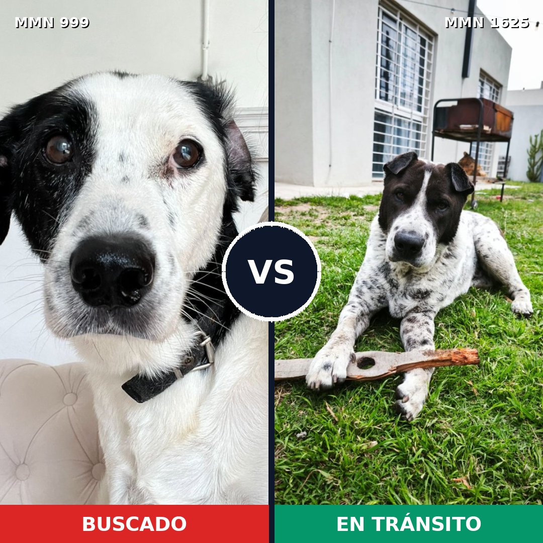 Comparativa MMS 33985: mascota perdida y mascota encontrada, 59% de similitud