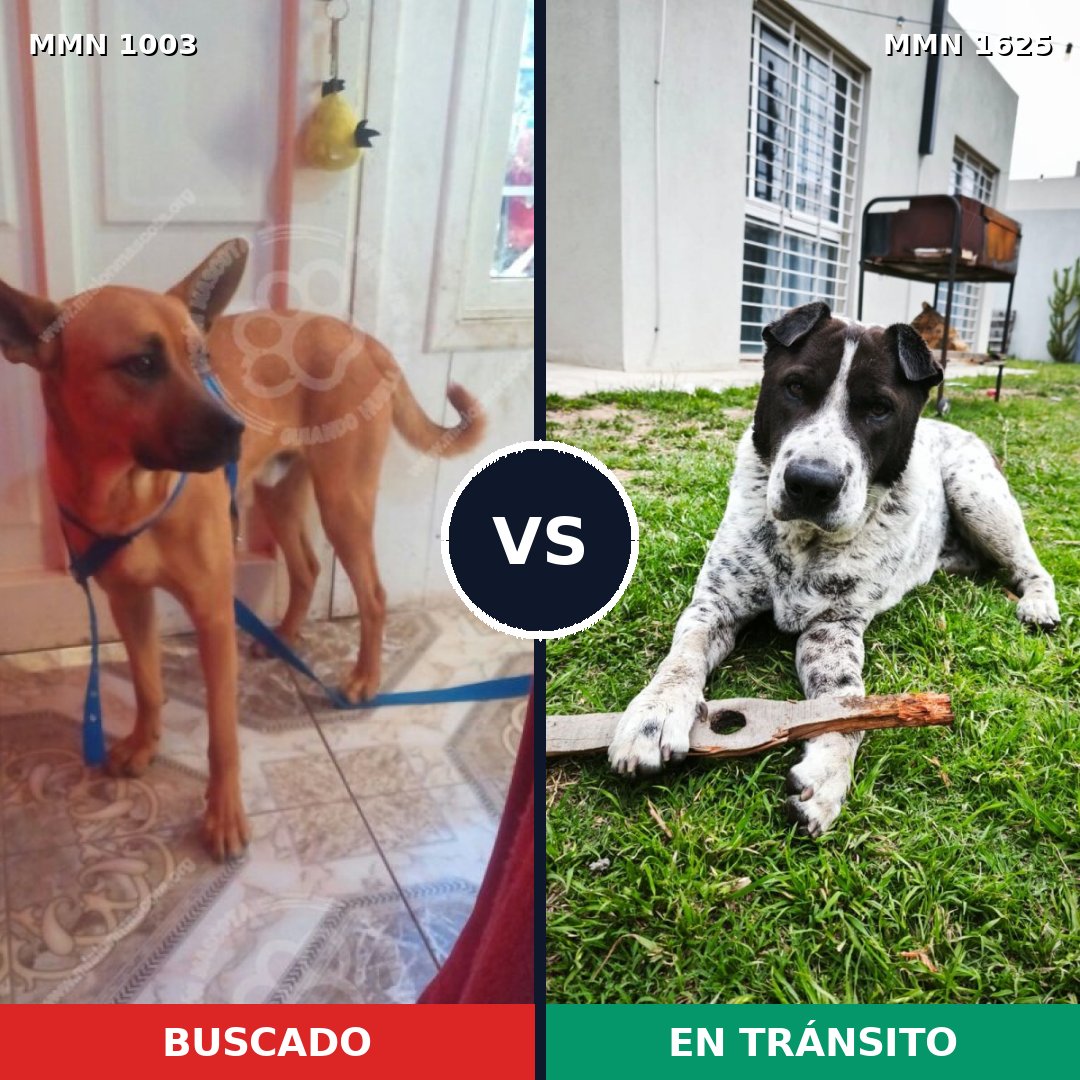 Comparativa MMS 33986: mascota perdida y mascota encontrada, 31% de similitud