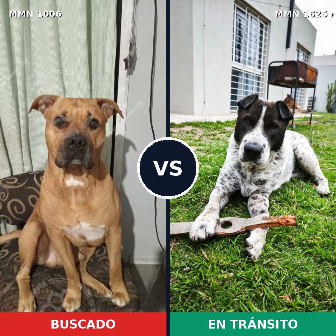 Comparativa MMS 33987: mascota perdida y mascota encontrada, 59% de similitud