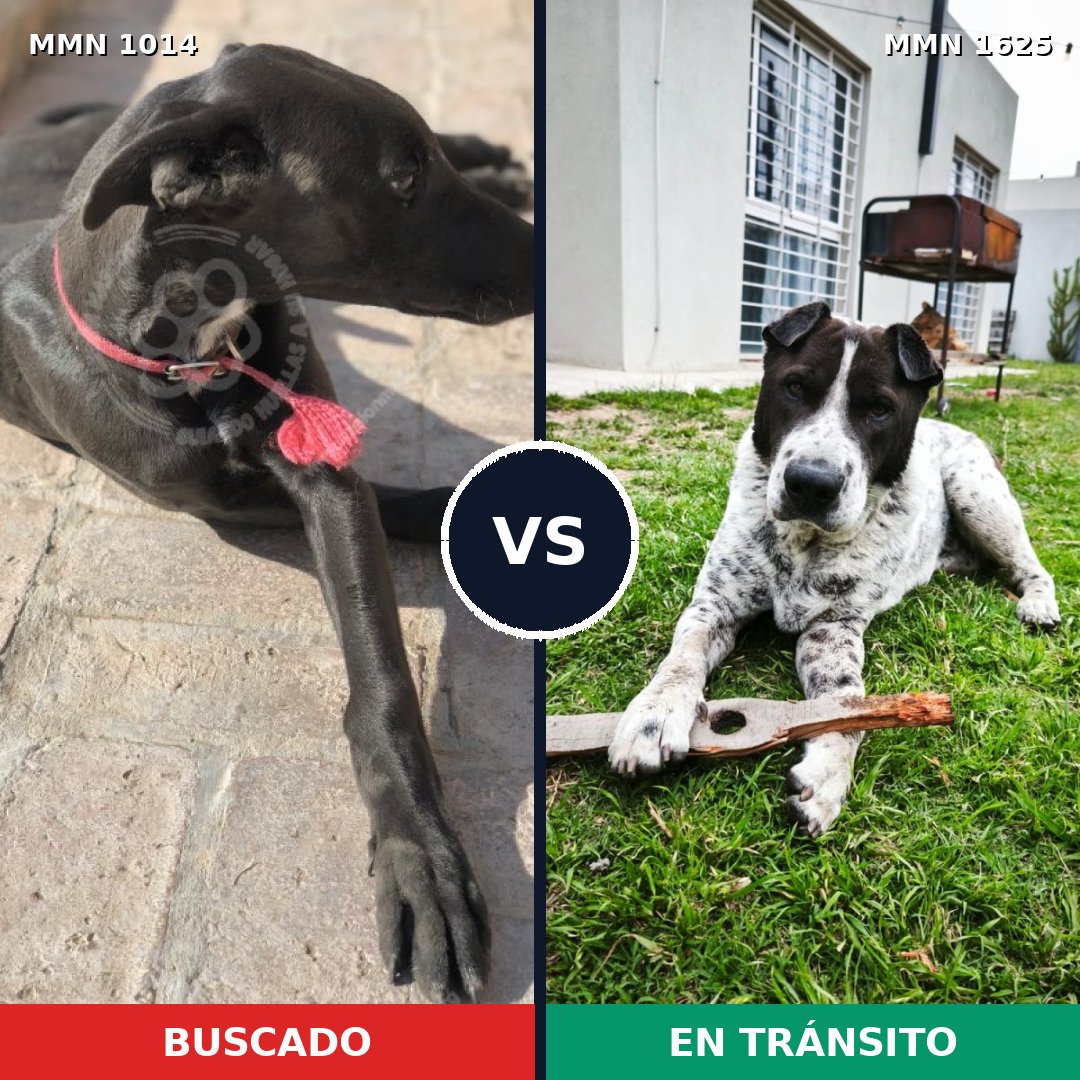 Comparativa MMS 33989: mascota perdida y mascota encontrada, 36% de similitud