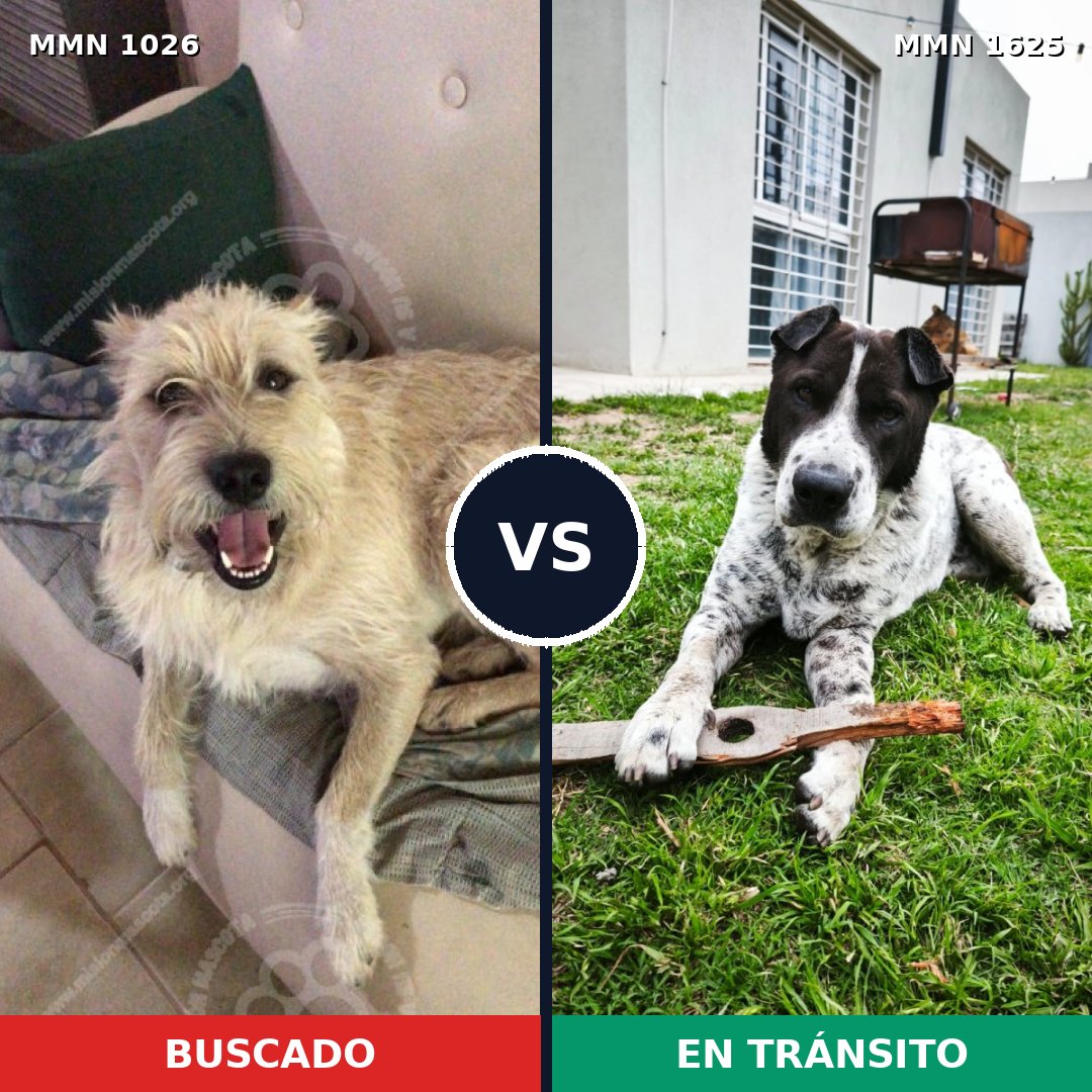 Comparativa MMS 33990: mascota perdida y mascota encontrada, 56% de similitud