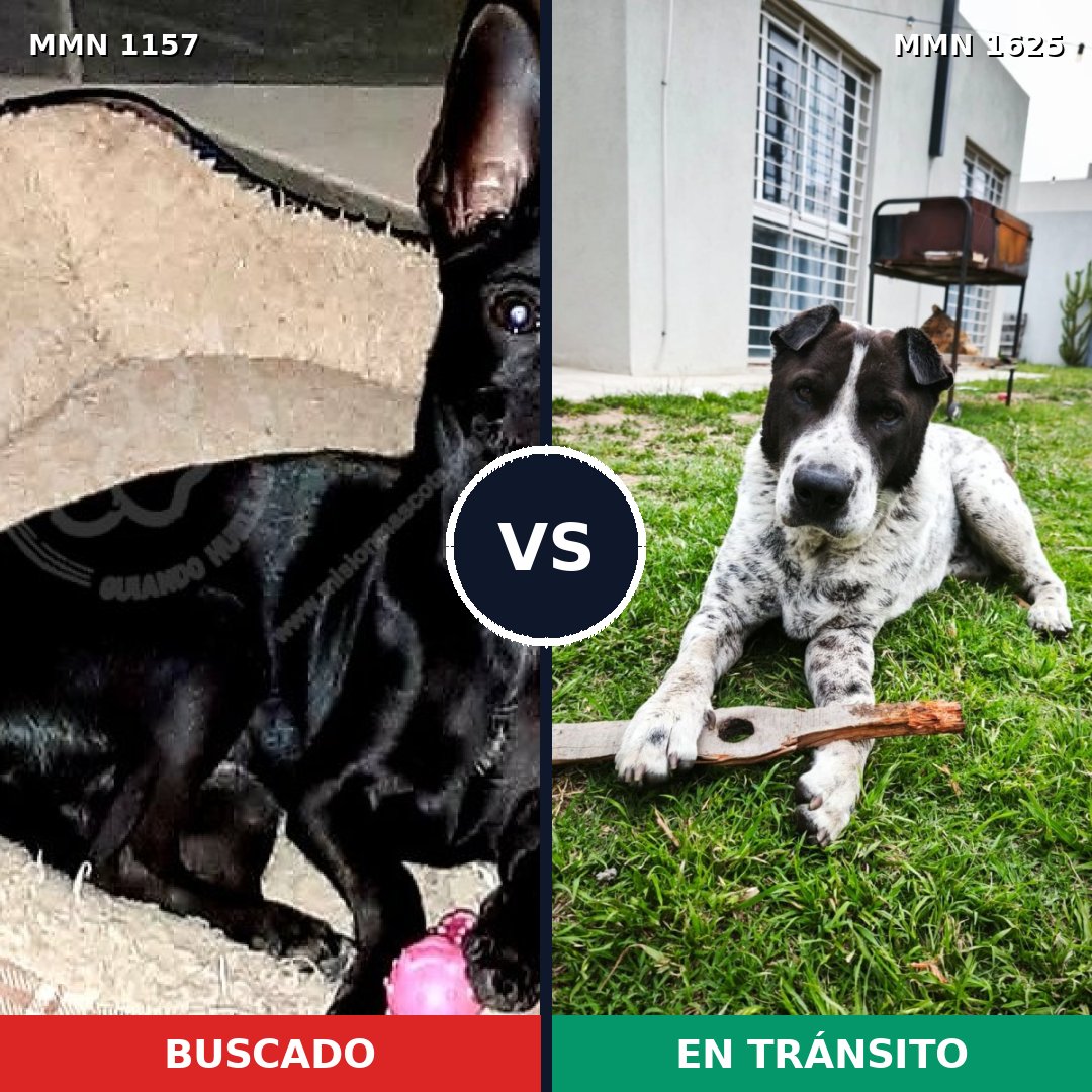 Comparativa MMS 33991: mascota perdida y mascota encontrada, 36% de similitud