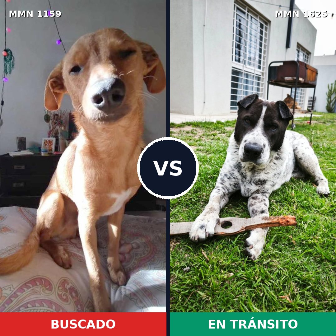Comparativa MMS 33992: mascota perdida y mascota encontrada, 60% de similitud