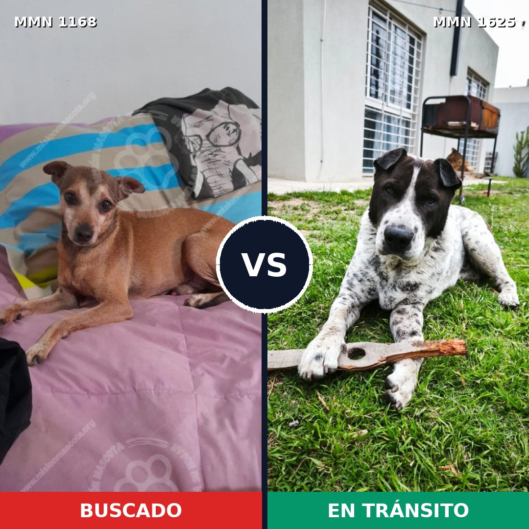 Comparativa MMS 33993: mascota perdida y mascota encontrada, 31% de similitud