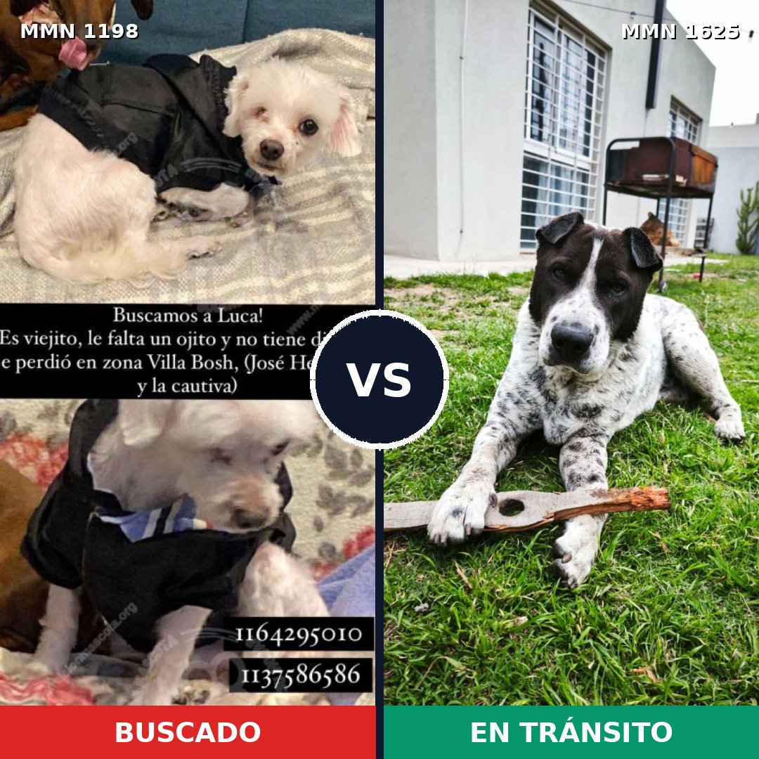 Comparativa MMS 33994: mascota perdida y mascota encontrada, 40% de similitud