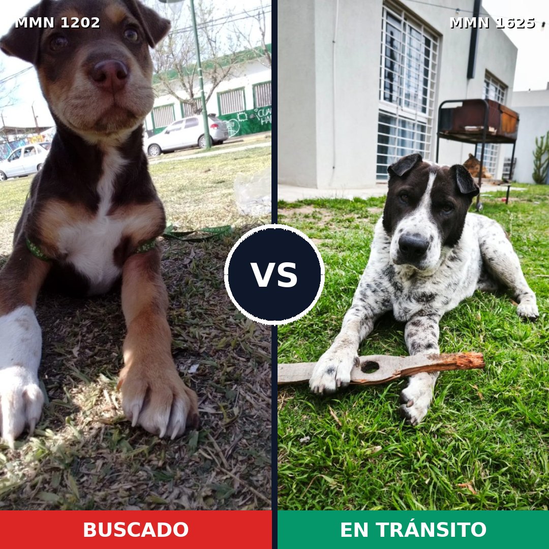 Comparativa MMS 33995: mascota perdida y mascota encontrada, 36% de similitud