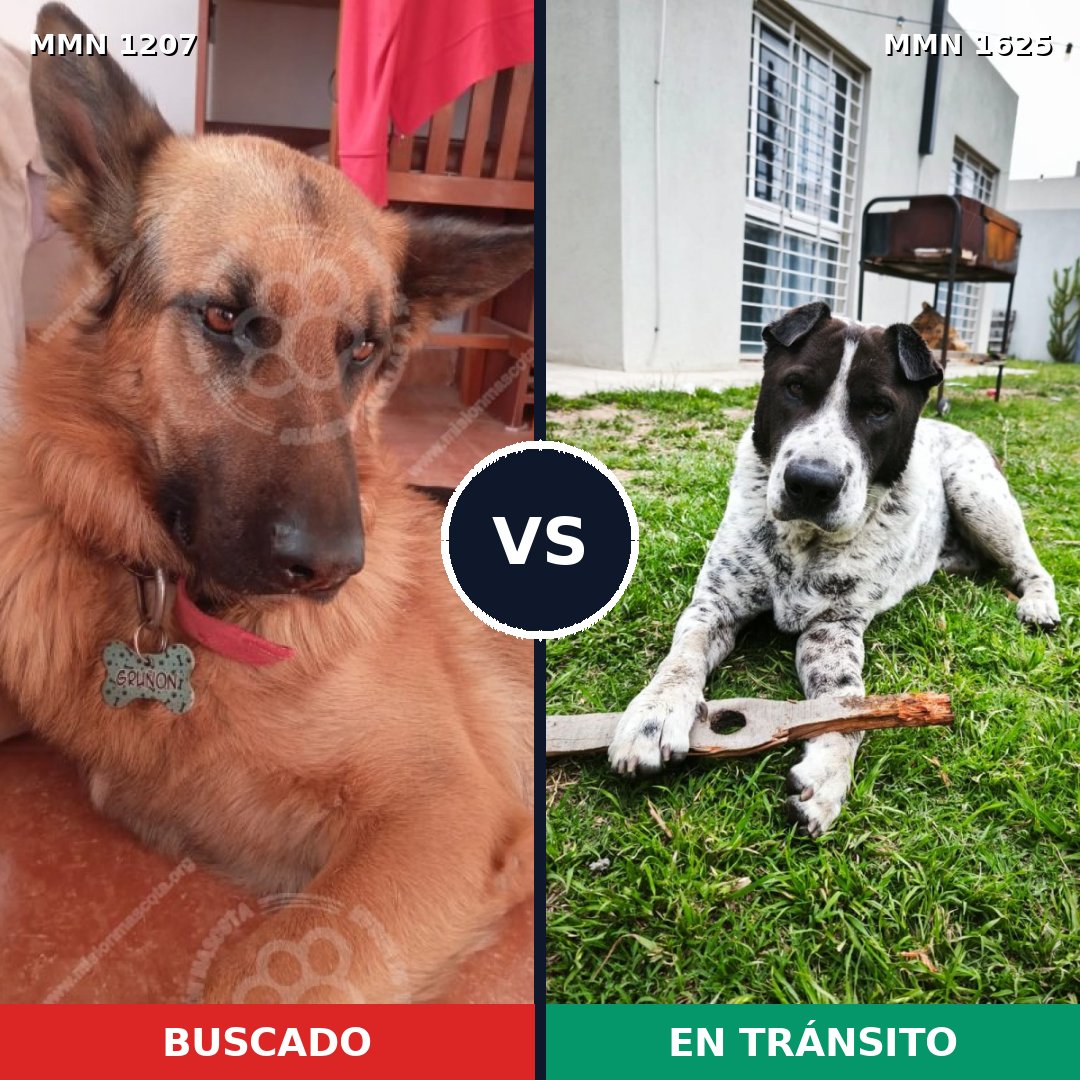 Comparativa MMS 33996: mascota perdida y mascota encontrada, 31% de similitud