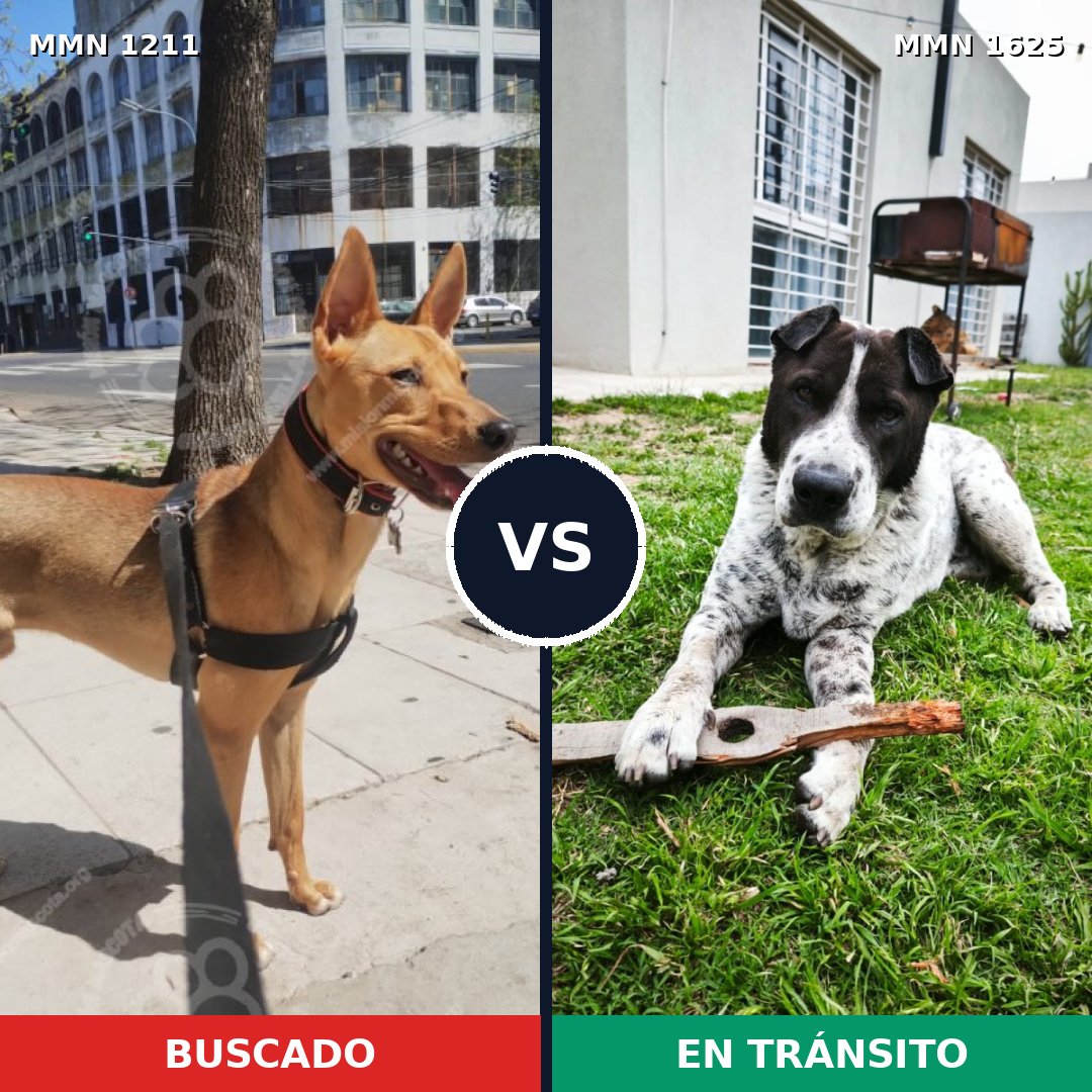 Comparativa MMS 33997: mascota perdida y mascota encontrada, 70% de similitud