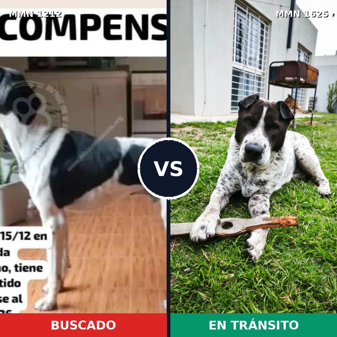 Comparativa MMS 33998: mascota perdida y mascota encontrada, 45% de similitud
