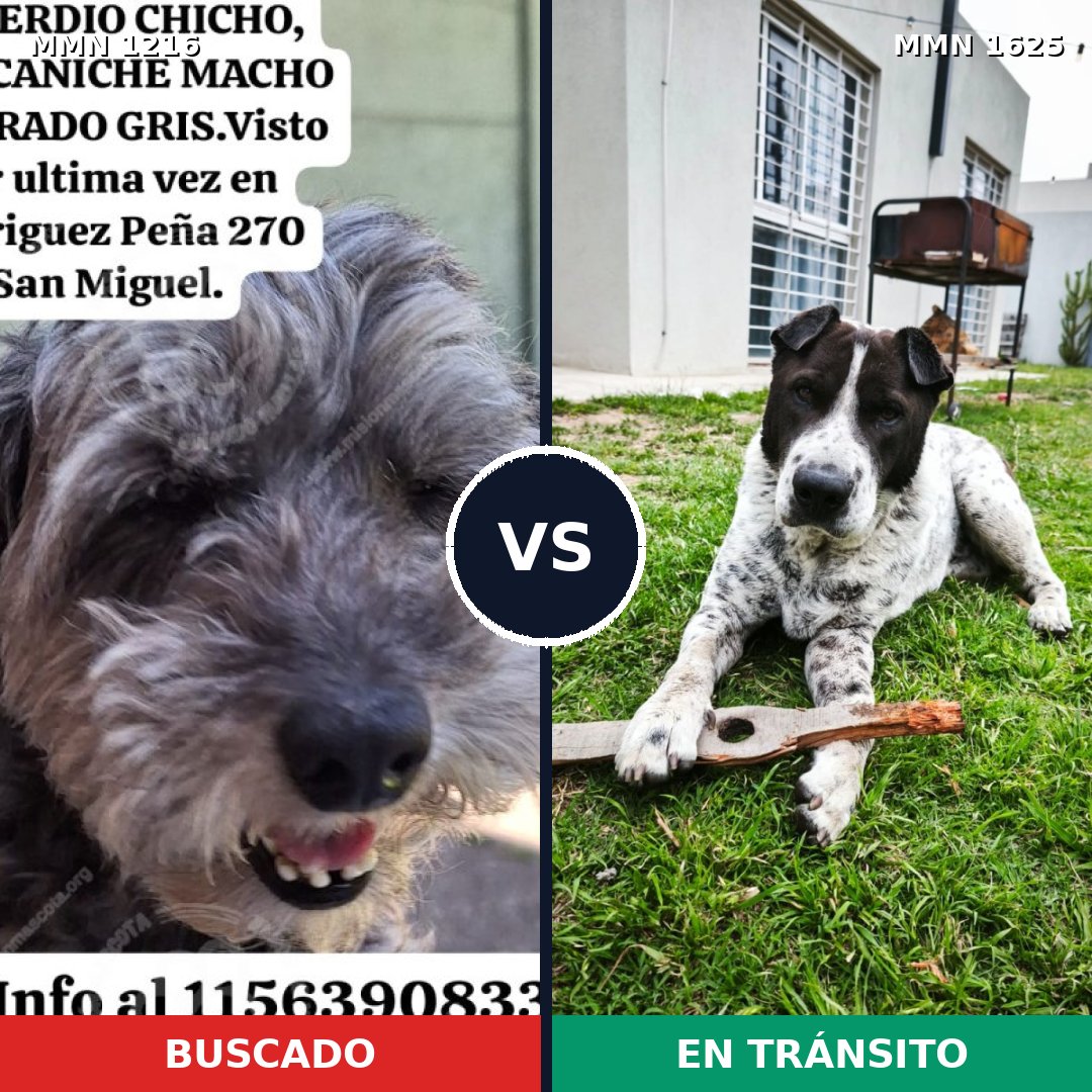 Comparativa MMS 33999: mascota perdida y mascota encontrada, 47% de similitud
