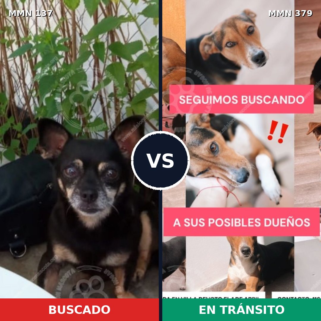 Comparativa MMS 3400: mascota perdida y mascota encontrada, 22% de similitud