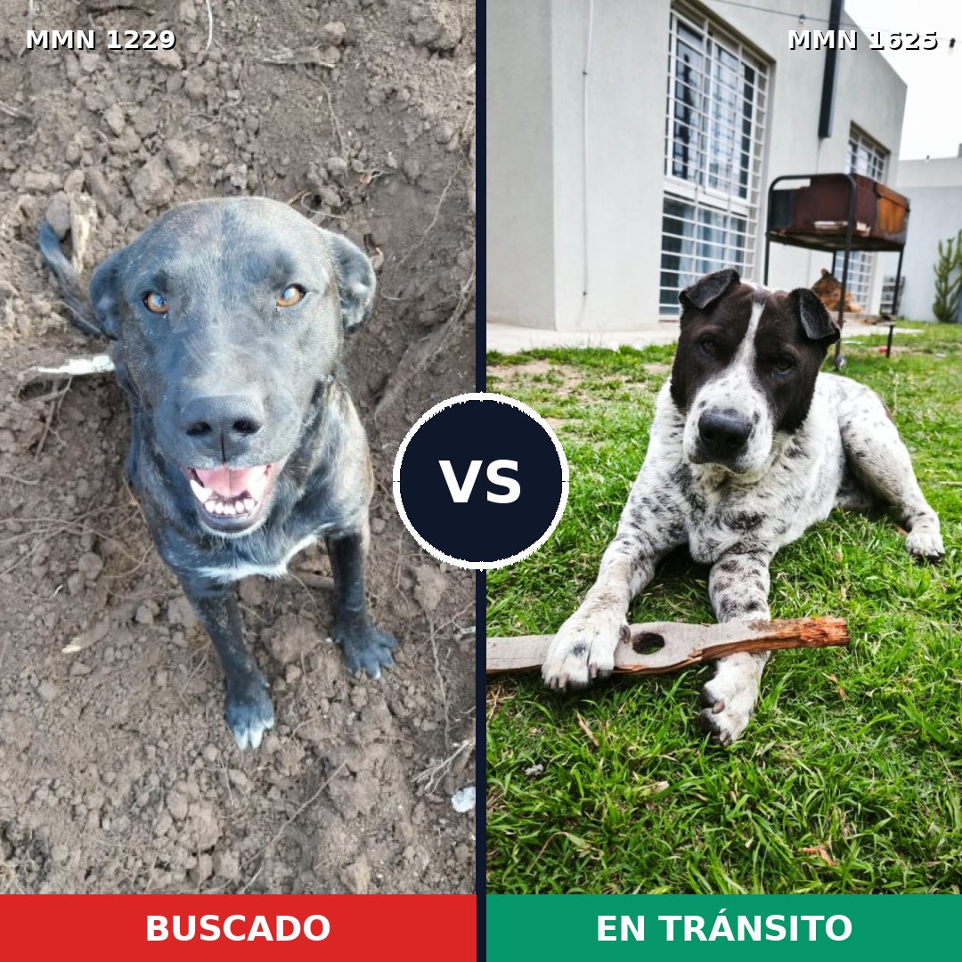 Comparativa MMS 34000: mascota perdida y mascota encontrada, 39% de similitud