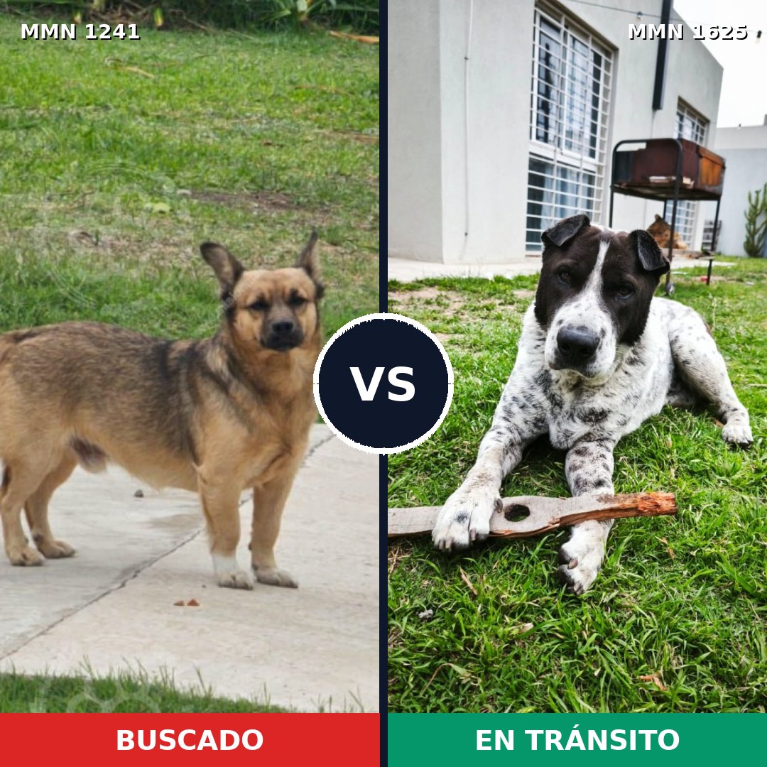 Comparativa MMS 34001: mascota perdida y mascota encontrada, 60% de similitud