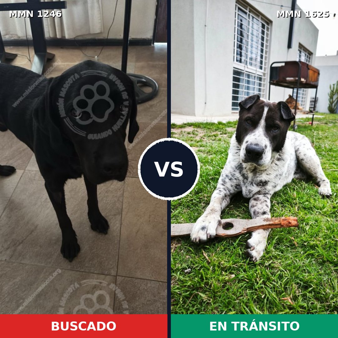 Comparativa MMS 34002: mascota perdida y mascota encontrada, 46% de similitud