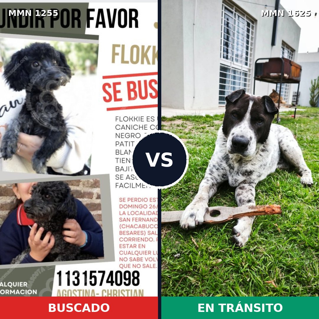 Comparativa MMS 34004: mascota perdida y mascota encontrada, 32% de similitud