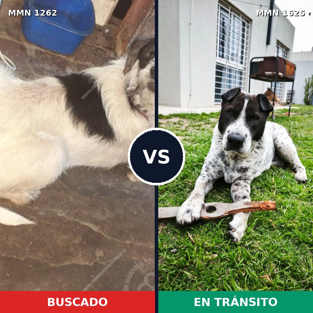 Comparativa MMS 34005: mascota perdida y mascota encontrada, 73% de similitud
