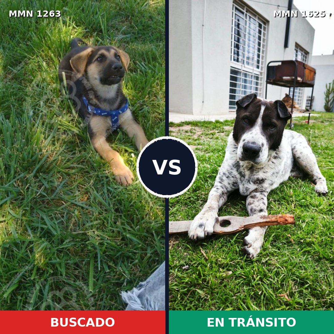 Comparativa MMS 34006: mascota perdida y mascota encontrada, 28% de similitud