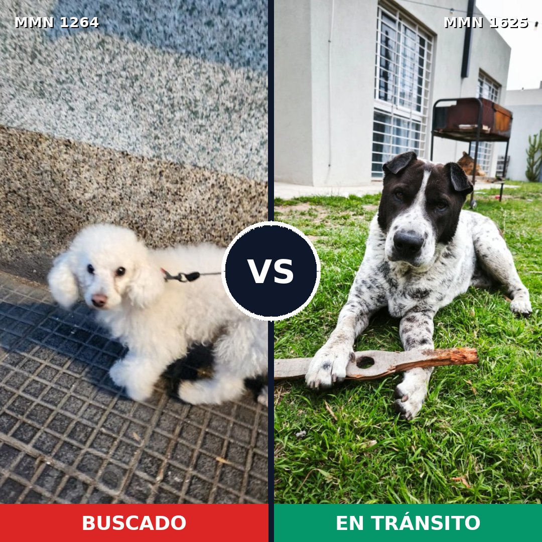 Comparativa MMS 34007: mascota perdida y mascota encontrada, 40% de similitud